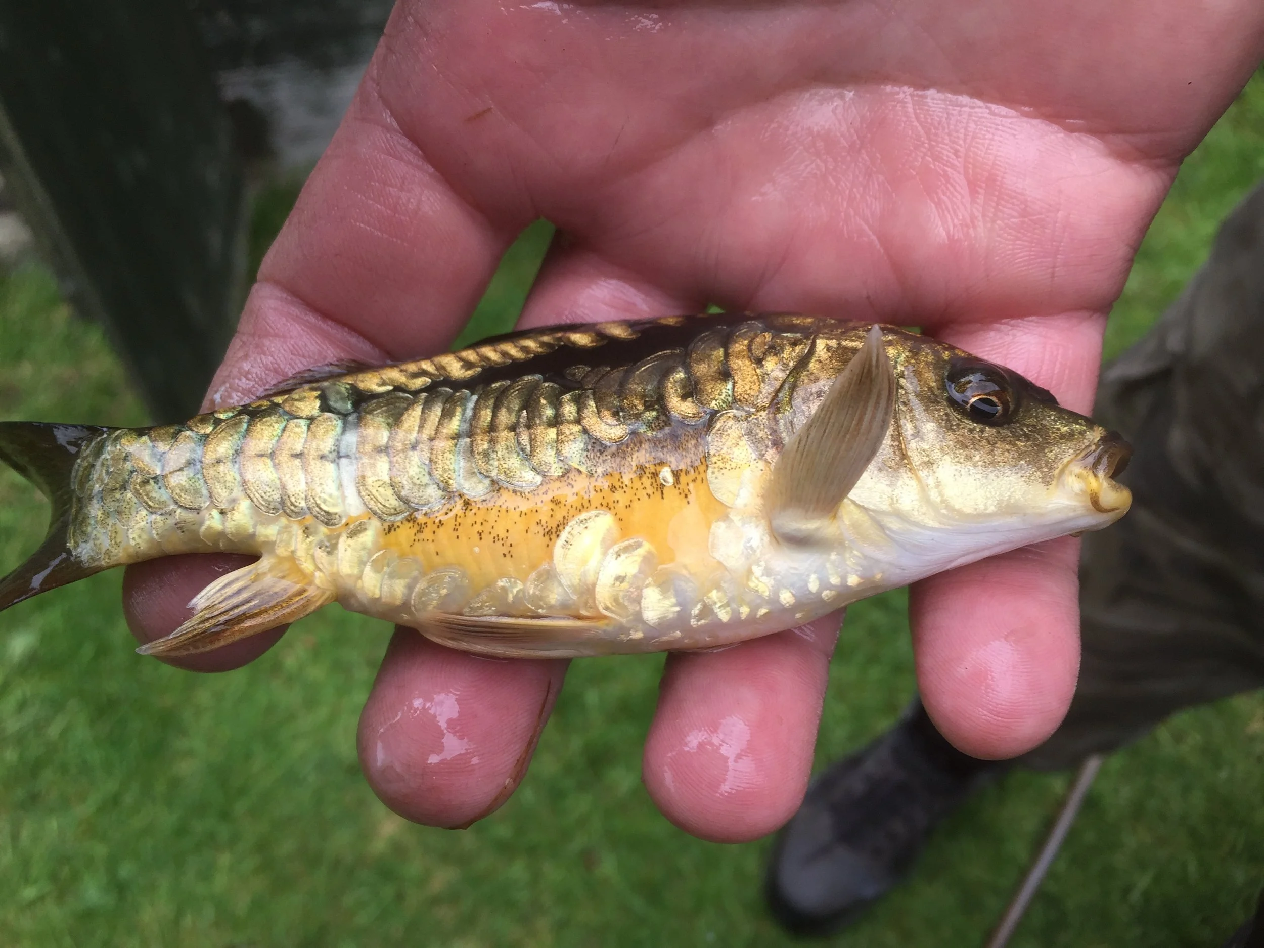 Ghost Carp with Mirror scaling