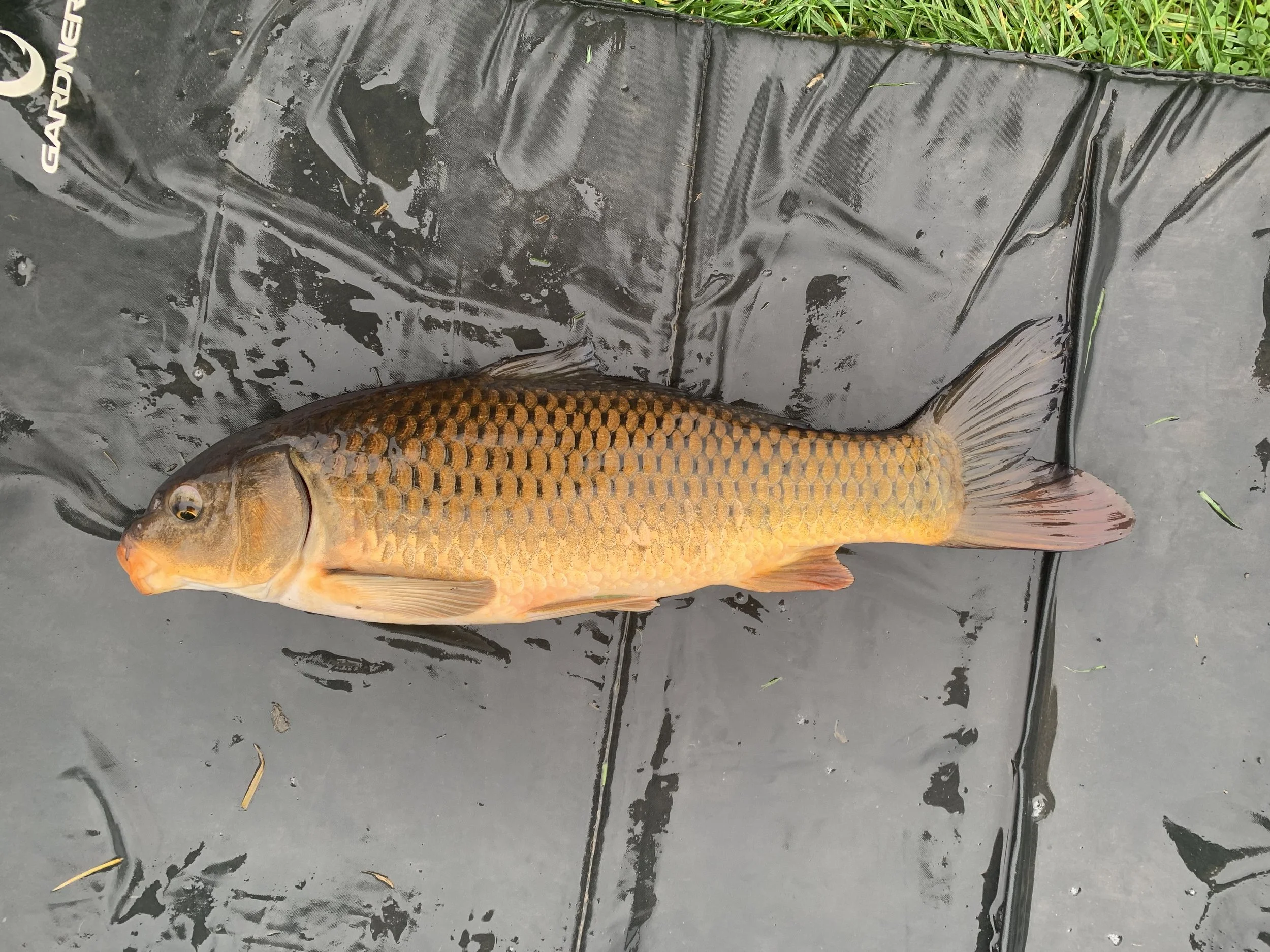 2.04 Gold Common 1.JPG