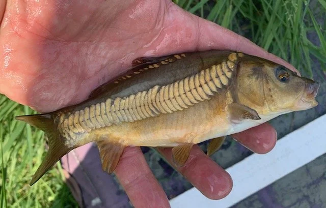 Small Zip Linear Mirror