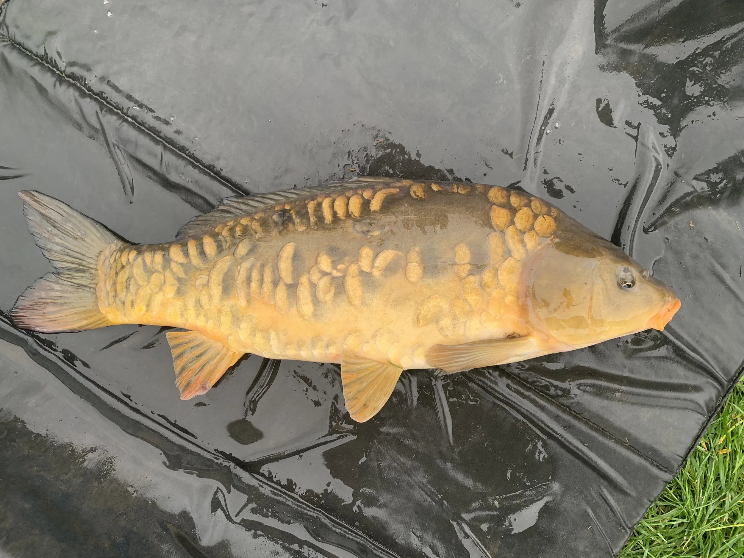 4.08 Scaley Mirror 2.JPG