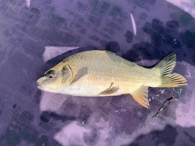 Ghost Carp with Common Scaling