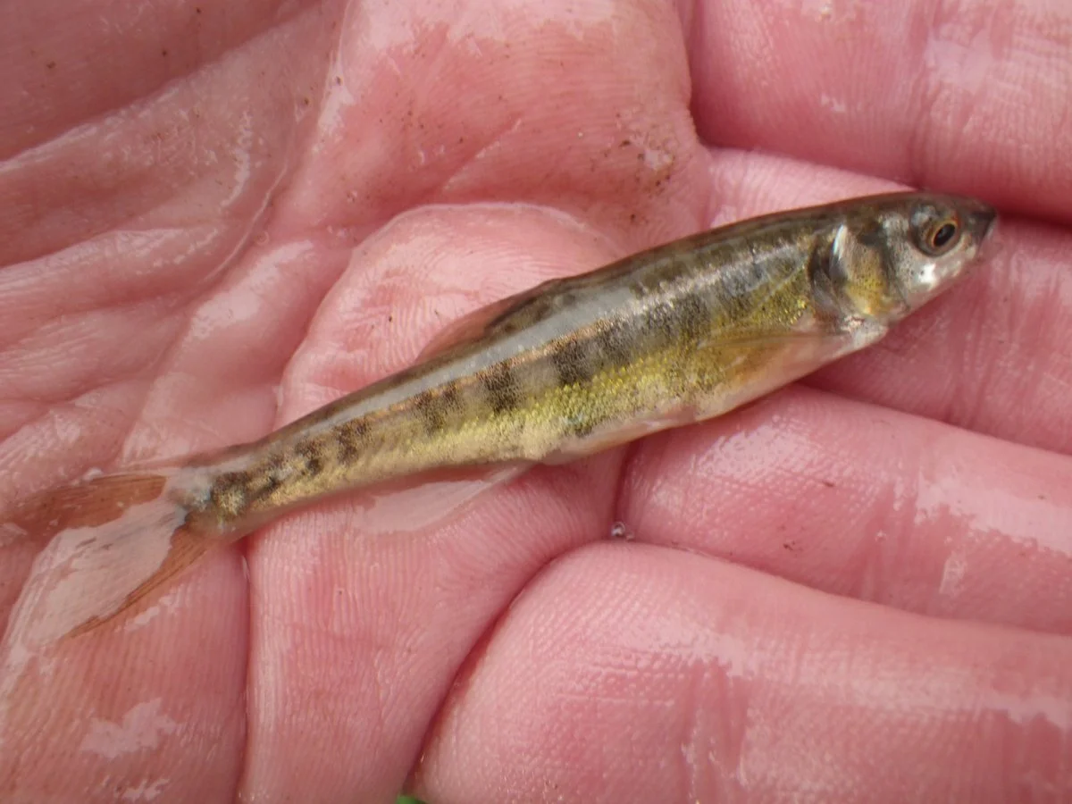 2-3 Inch Common Minnow (Phoxinus phoxinus)