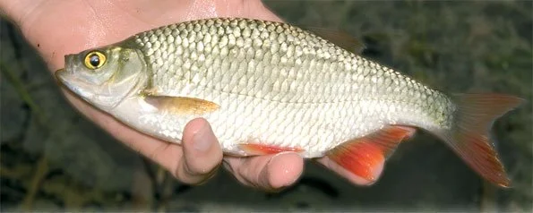 A red finned Silver Rudd