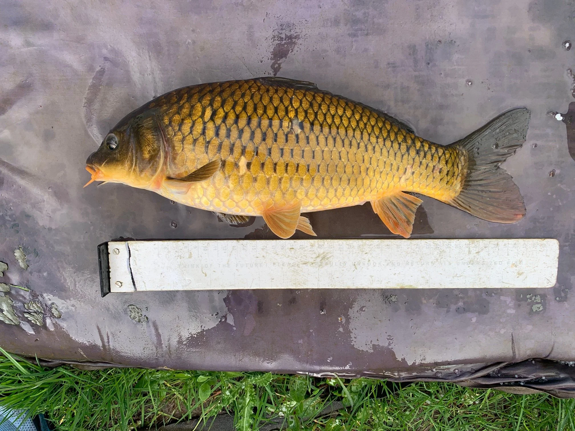 16 Inch Common Carp