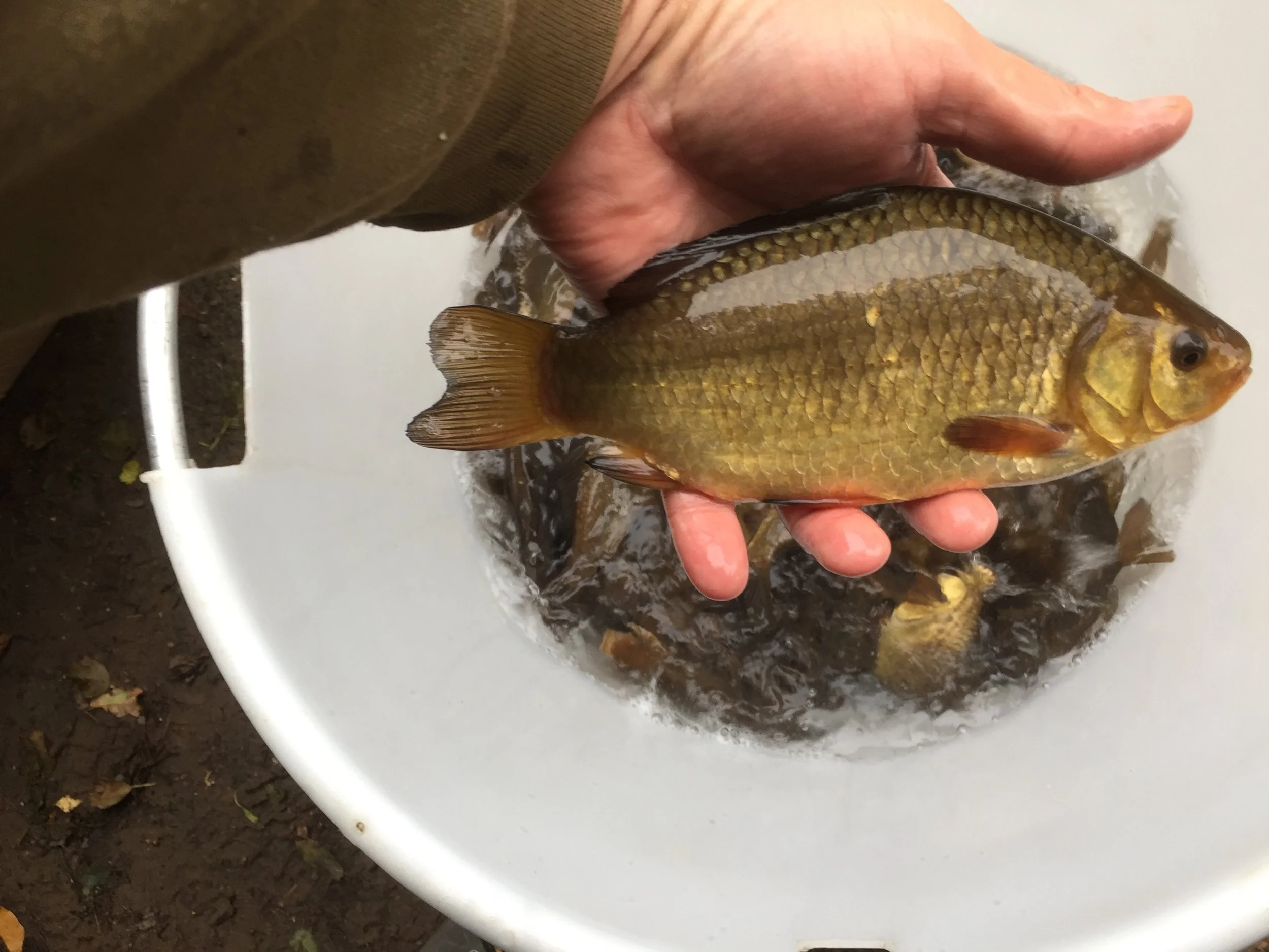 Crucian Carp