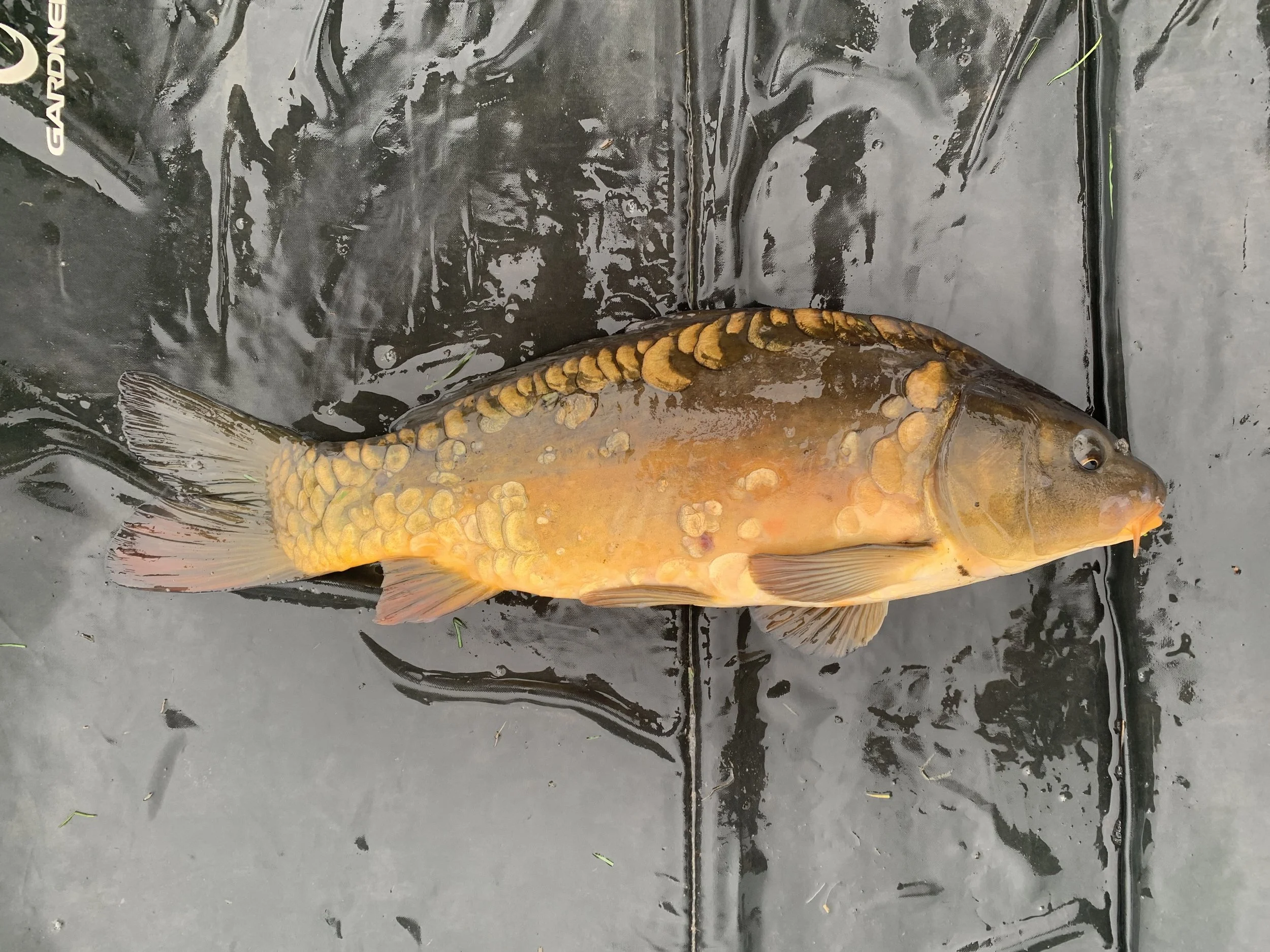 3.04 Starburst 1.JPG