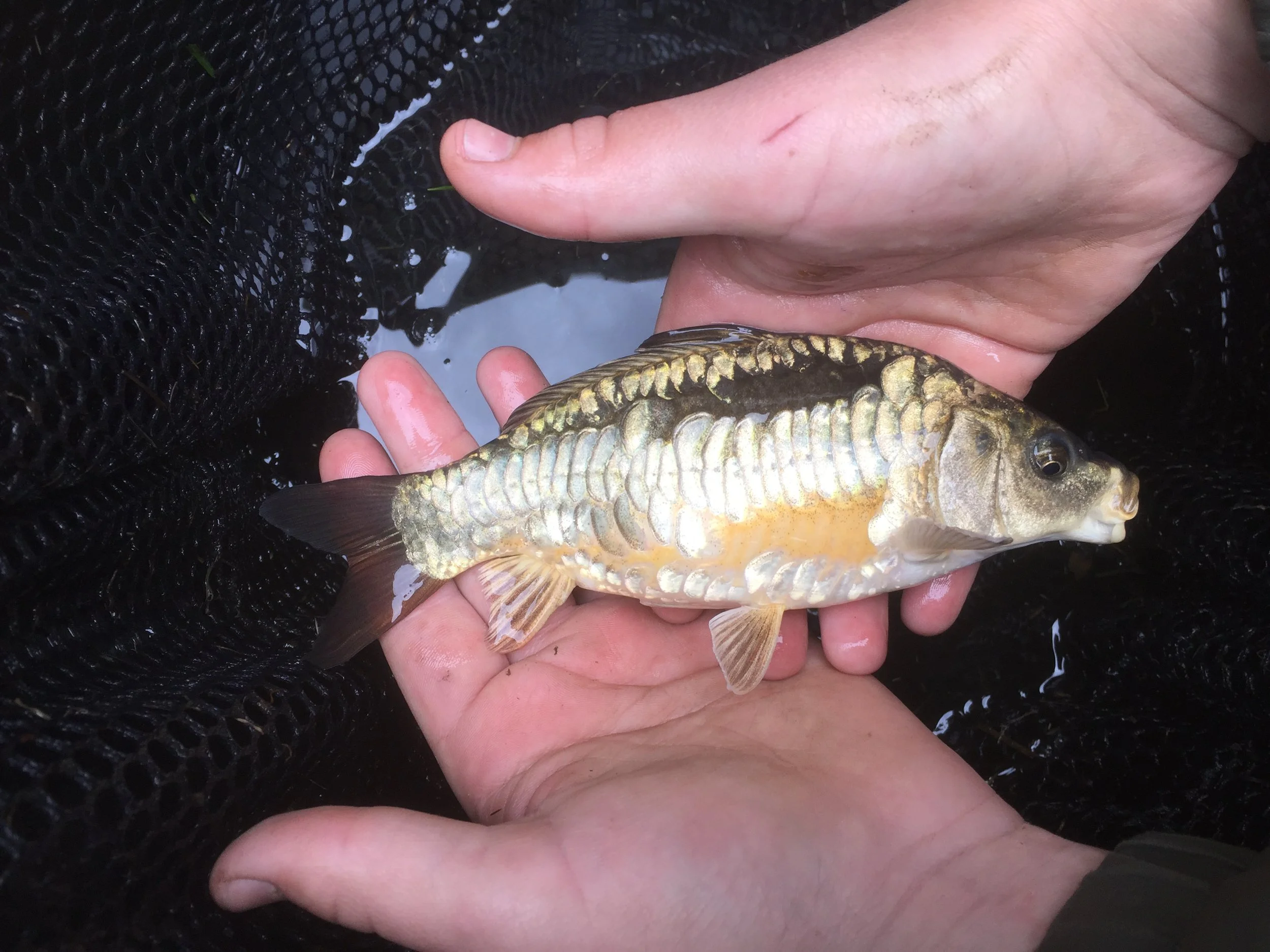 5.5 Inch Ghost Koi Linear.JPG