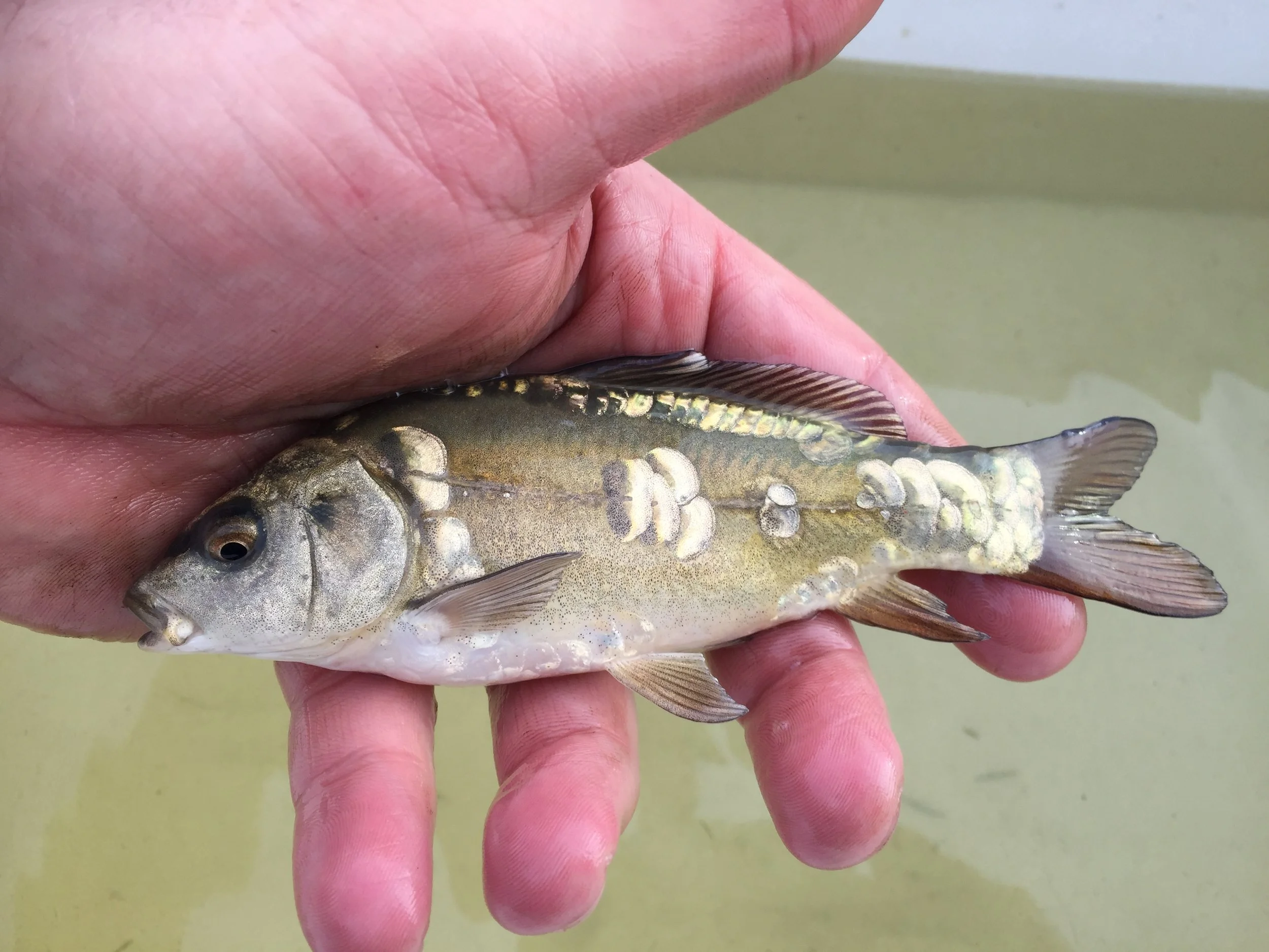 Small Ghost x Mirror Cross