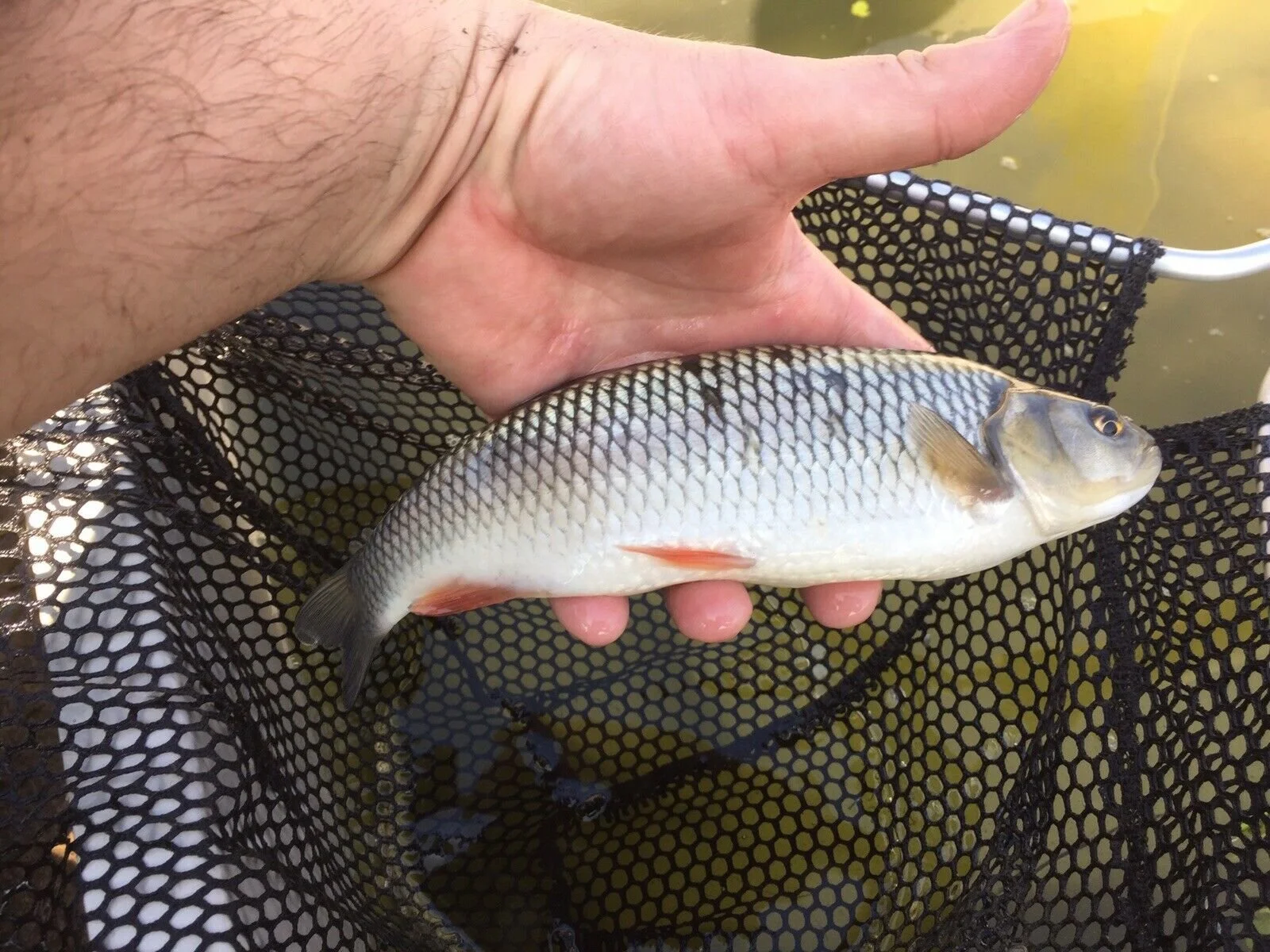 A Chub of approx 10 Inches