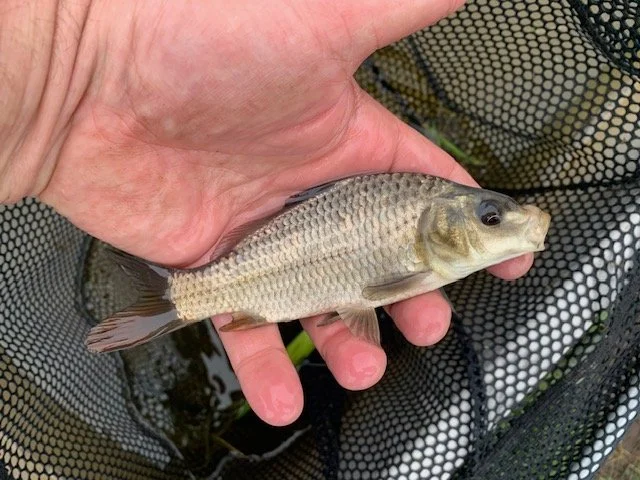 6-8 Ghost Common 2.jpg