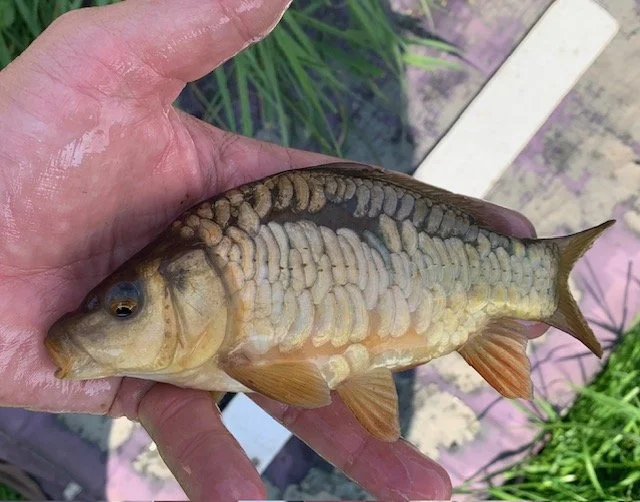 Small Fully Scaled Mirror Carp