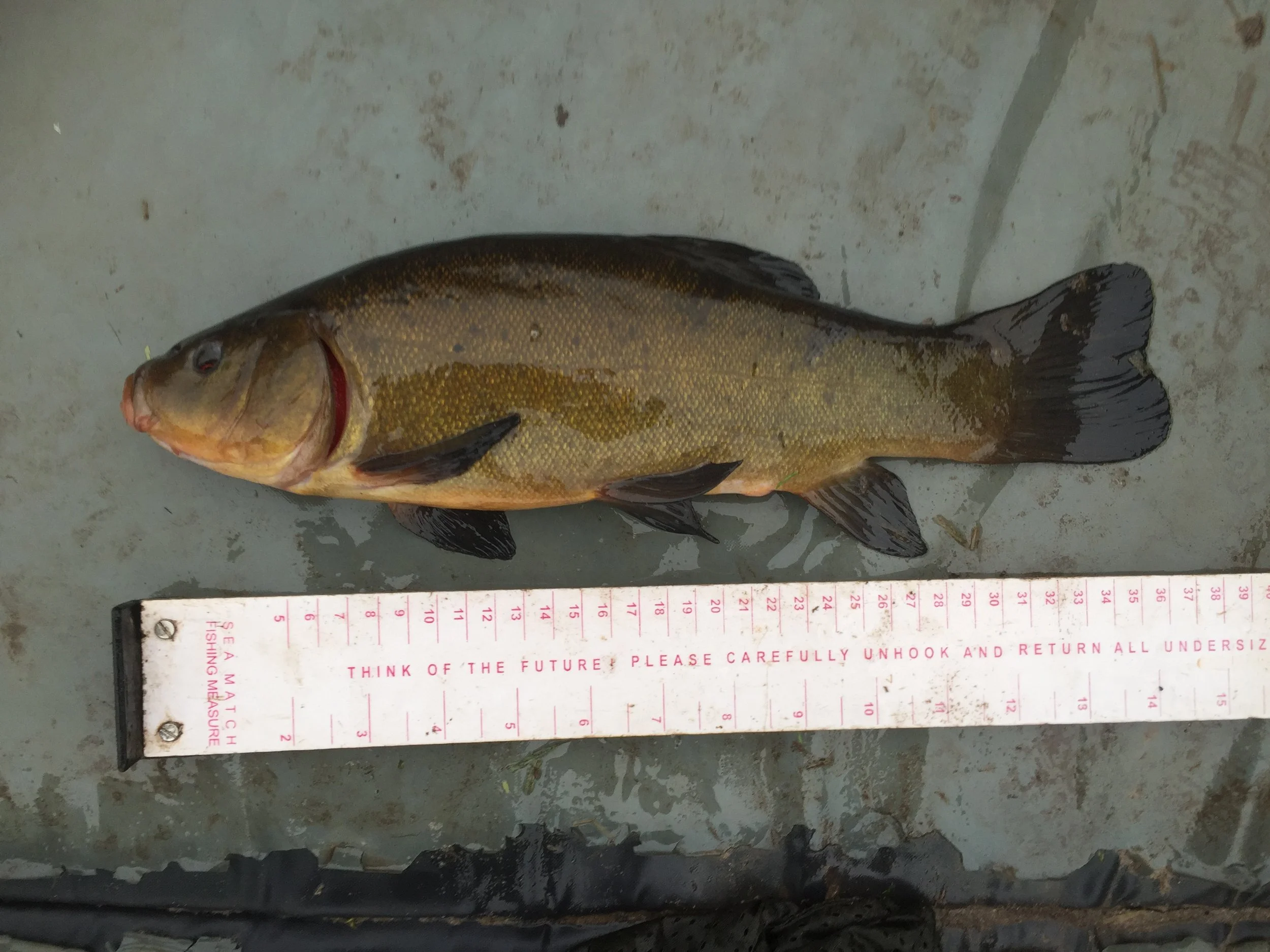 14 Inch Tench 2.JPG