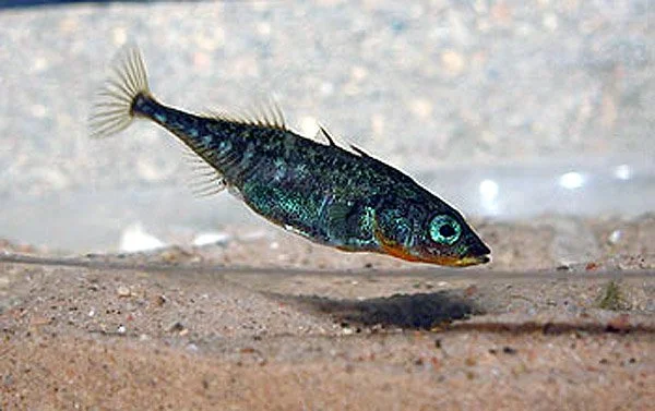 3 spined stickleback.jpg