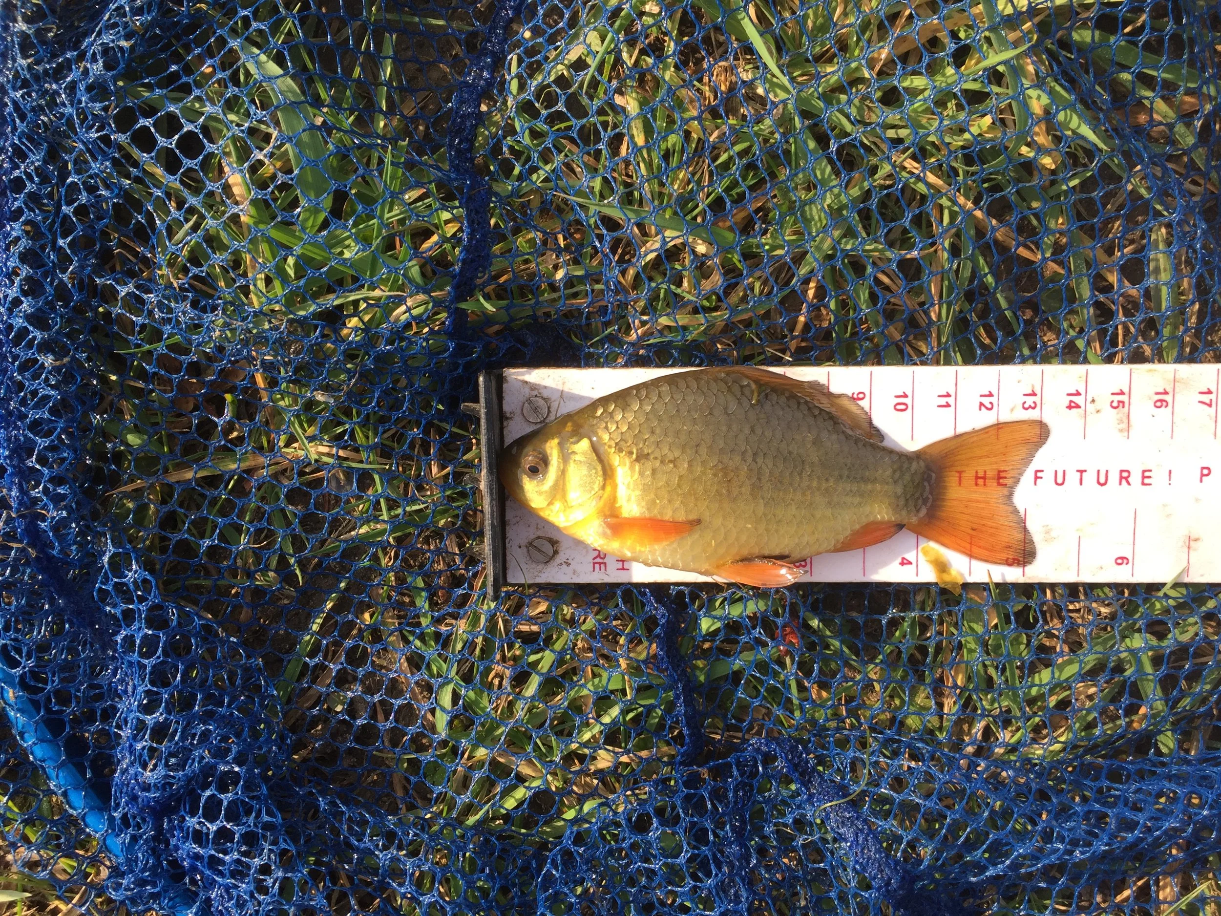 A pretty Crucian Carp