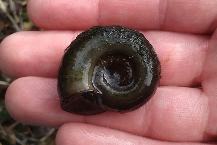 Ramshorn-Snails.jpg