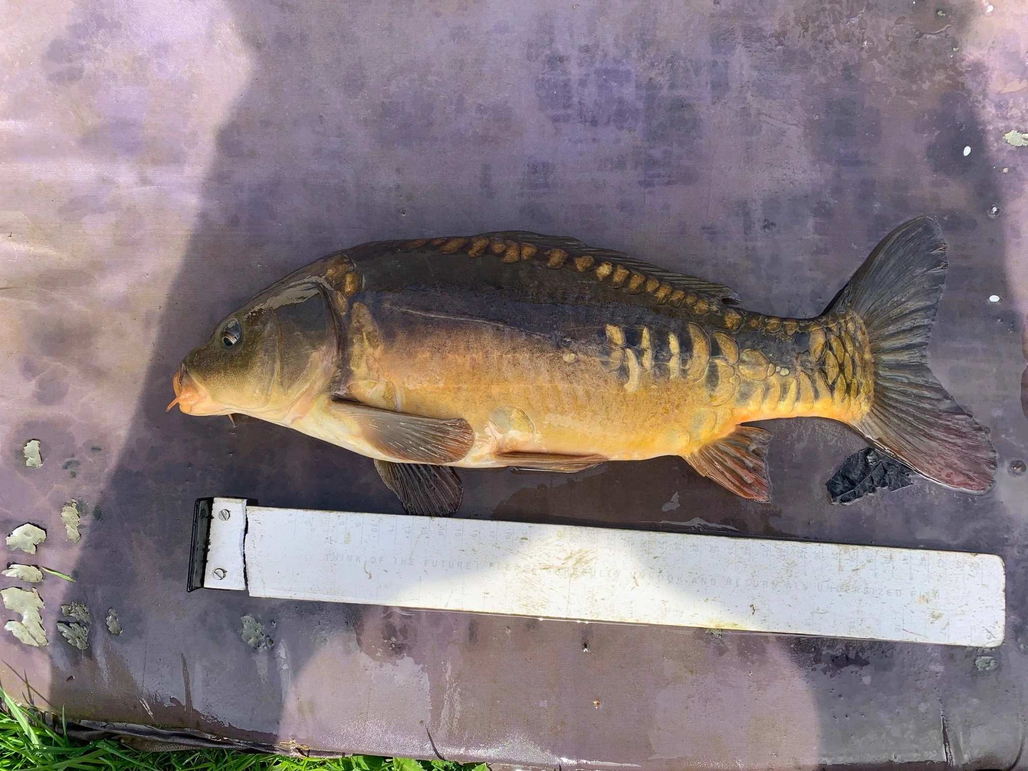 18 Inch Mirror Carp
