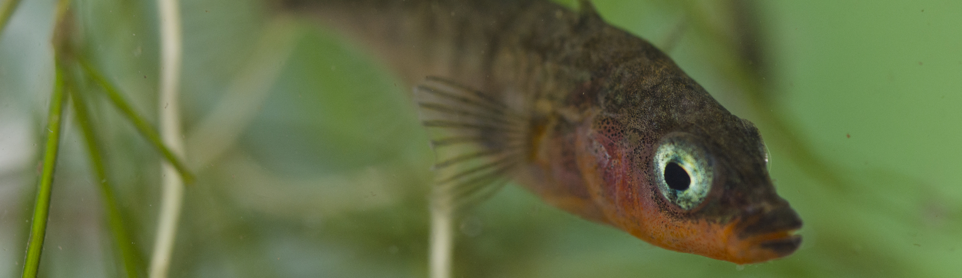 3 Spined Stickleback.webp