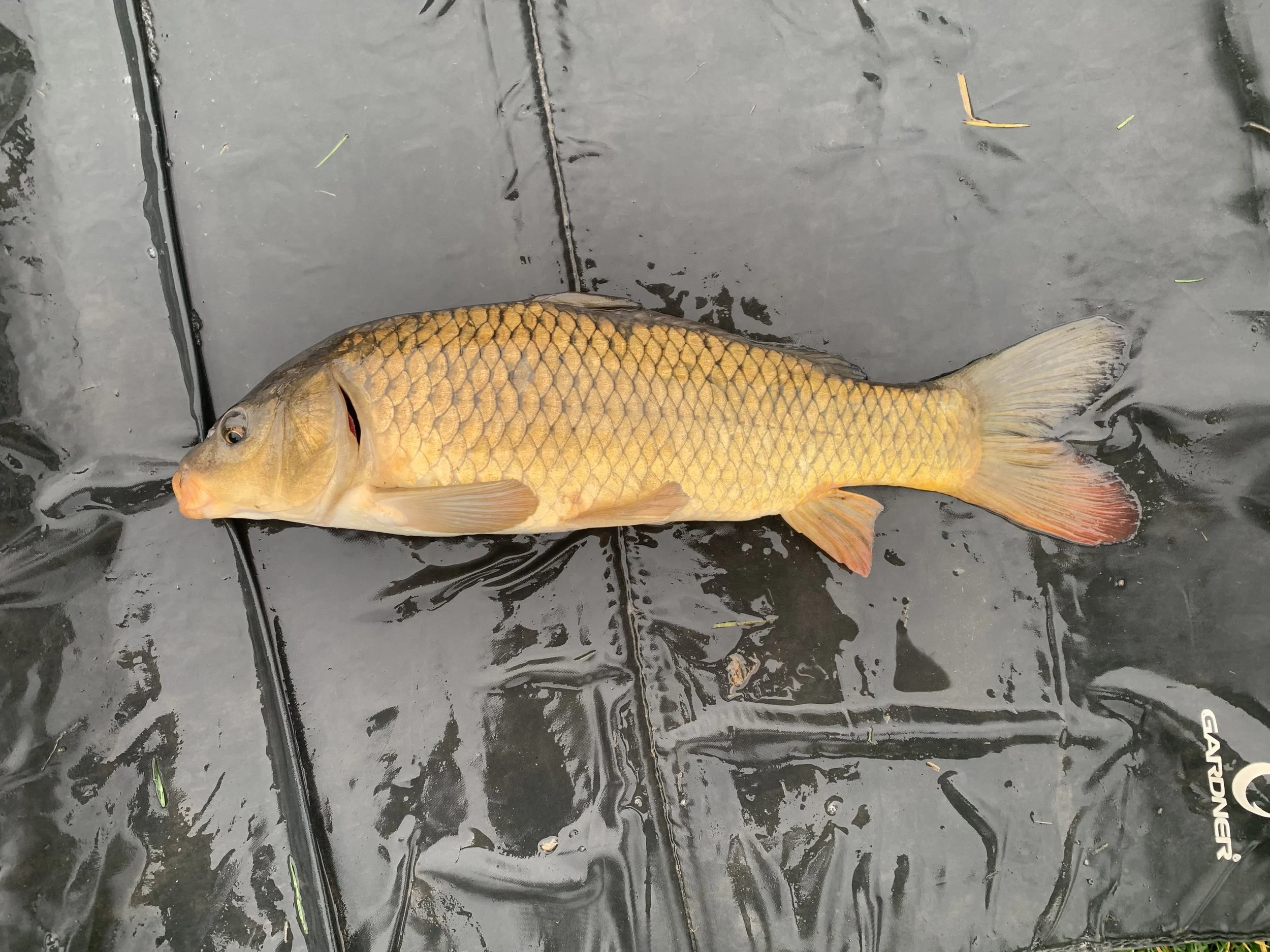 2.12 Common 1.JPG (Copy)