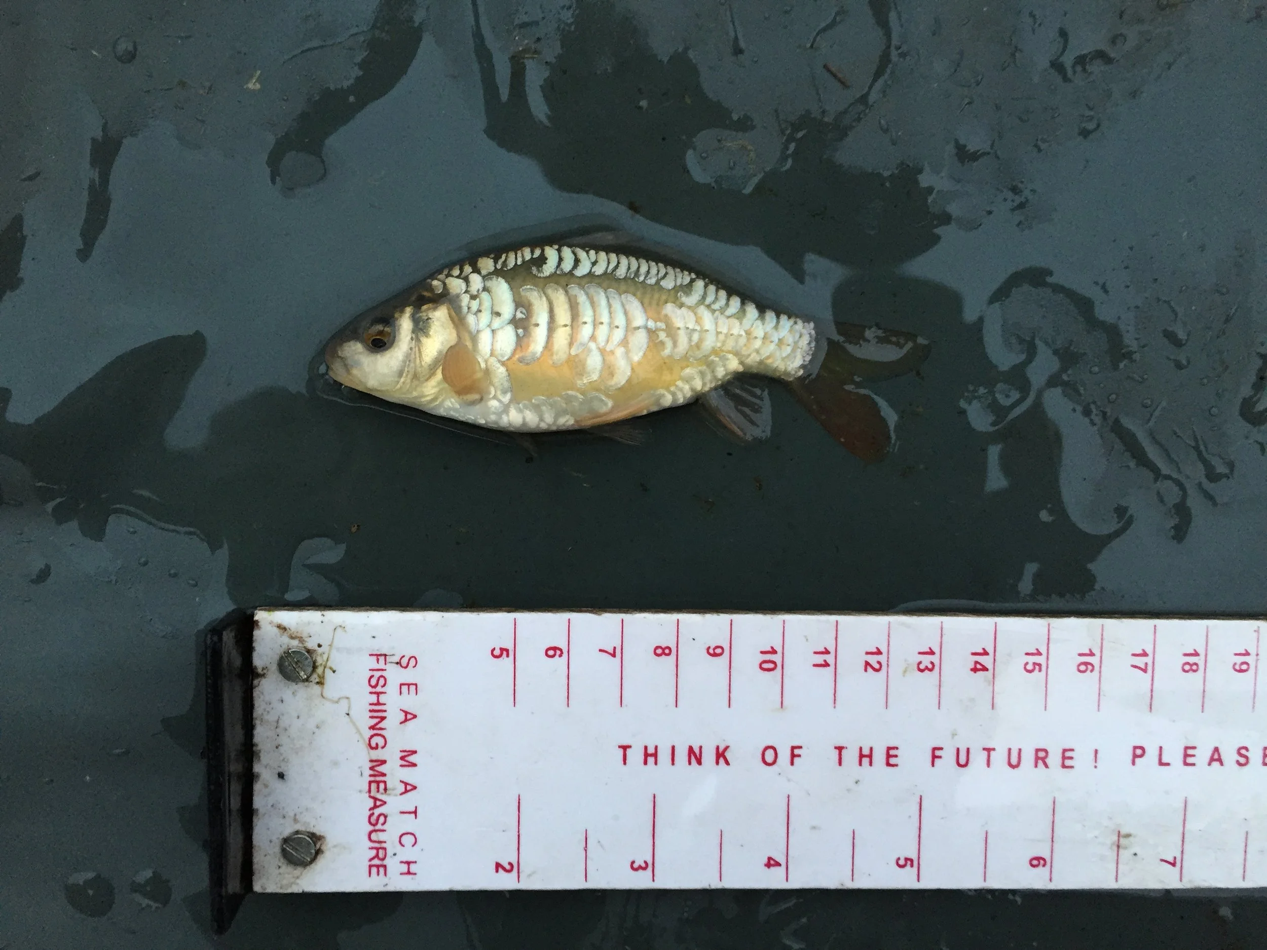Juvenile Mirror Carp