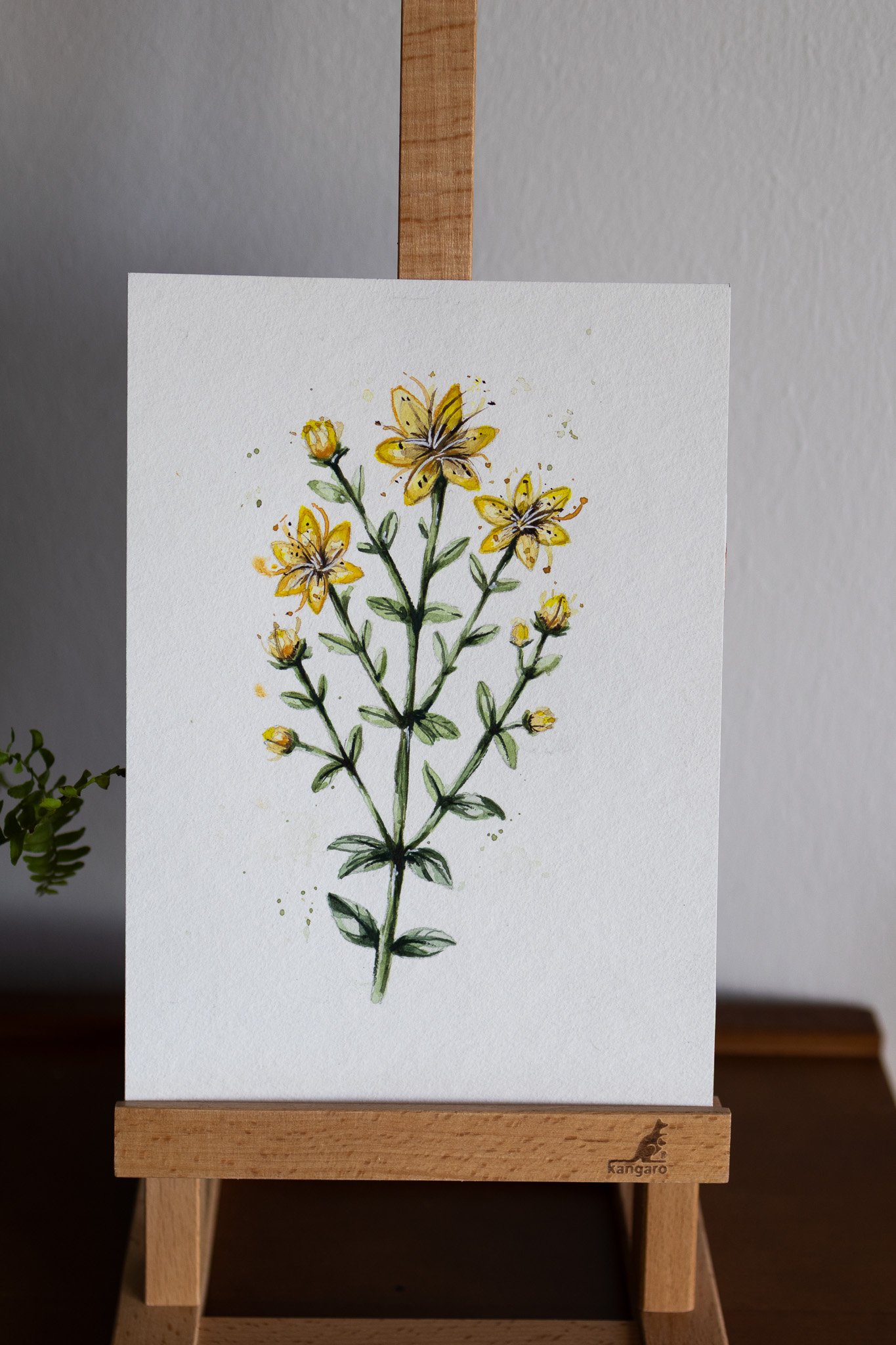 Johanniskraut – Original Aquarell