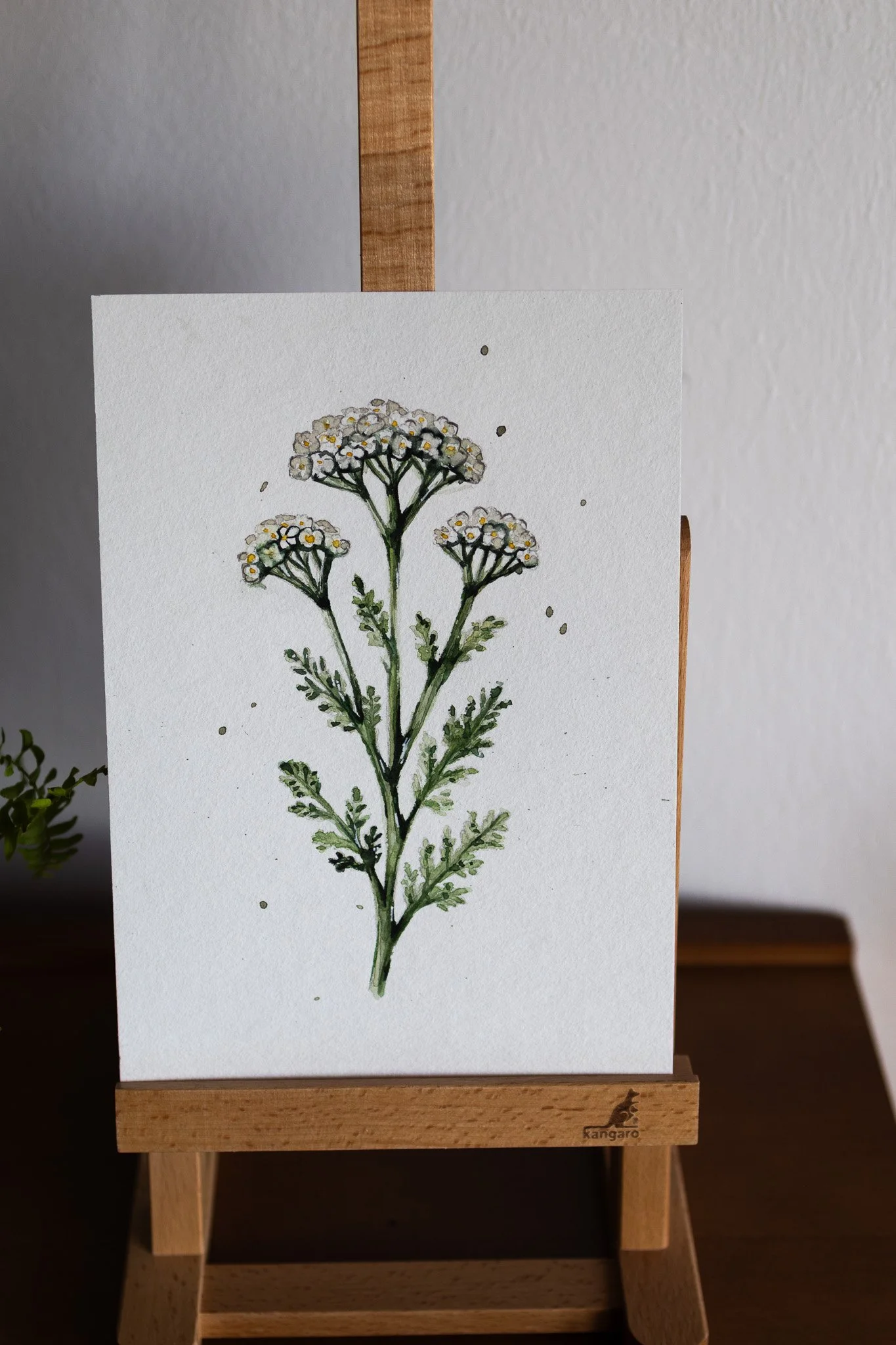 Schafgarbe – Original Aquarell