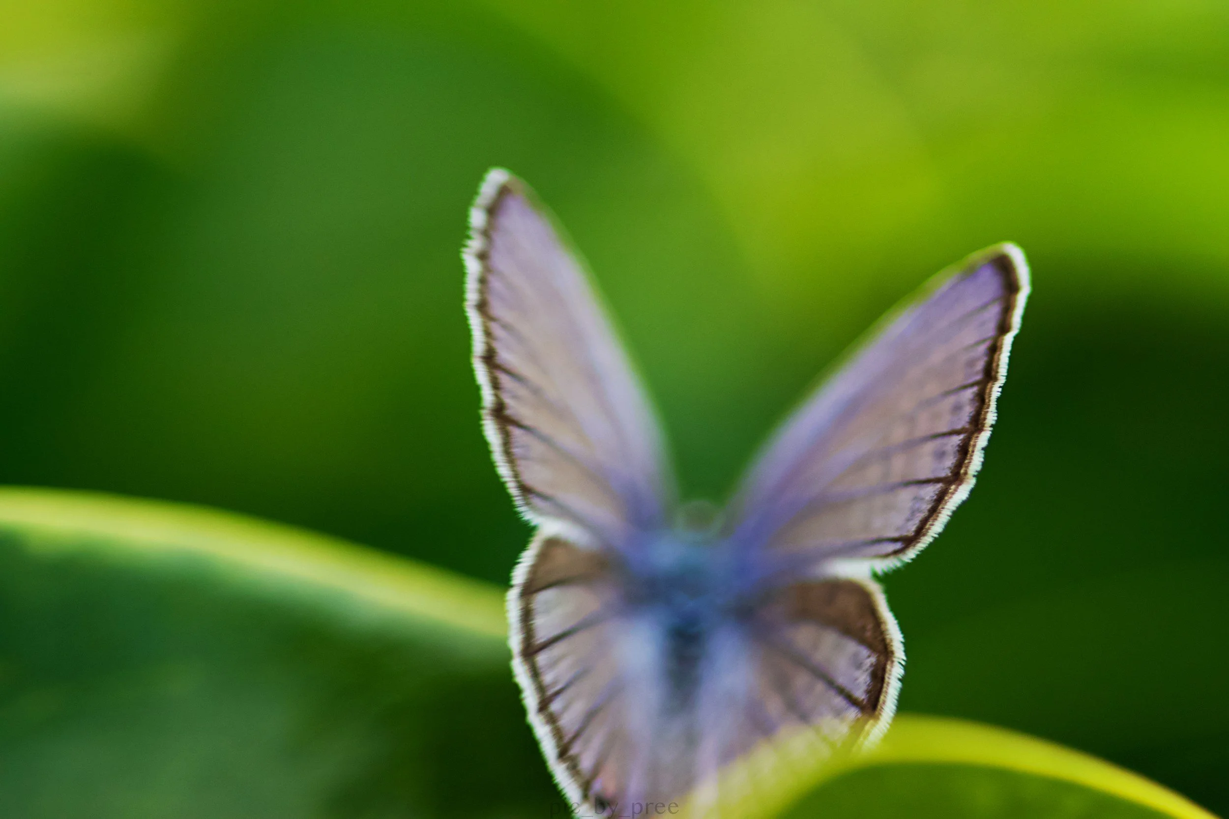 TBT: Flutterby