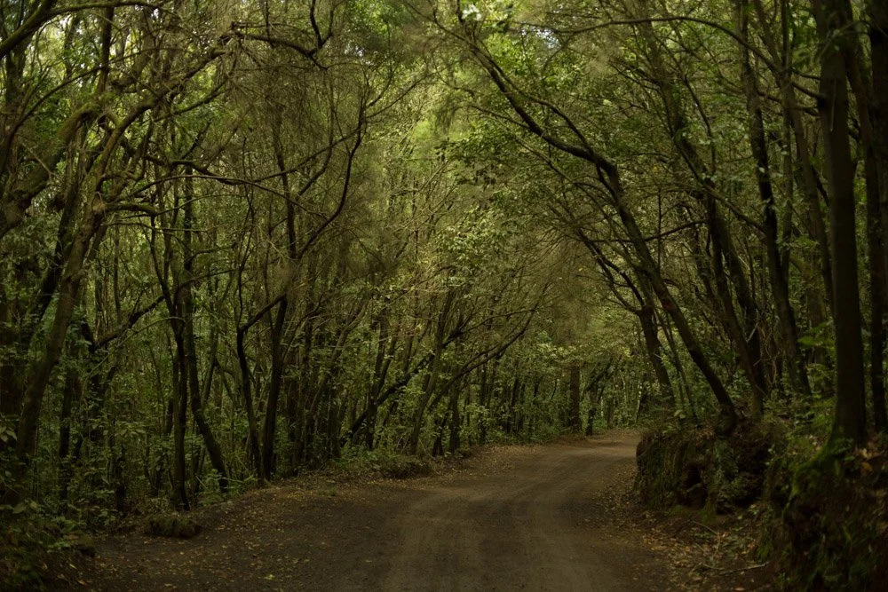 A clear path cutting through a dense woods, symbolizing the step-by-step process of constructing self-confidence and mental clarity.