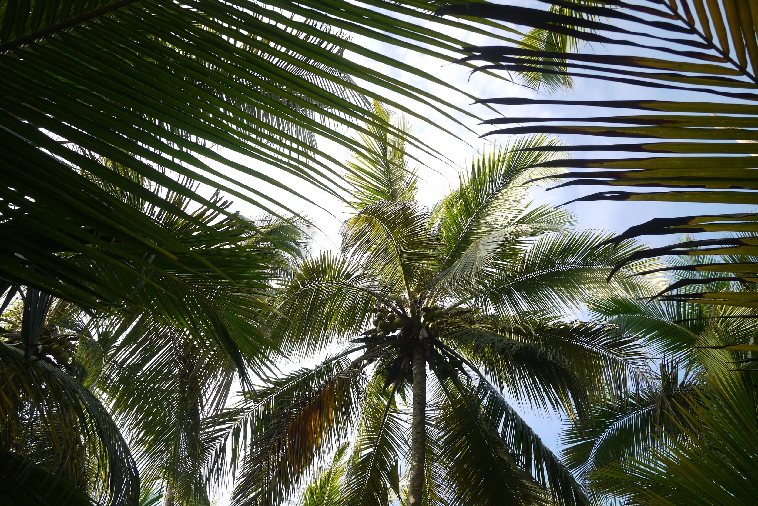 Looking up at palm trees against a clear sky with text inviting readers to sign up for more positive psychology and performance posts.