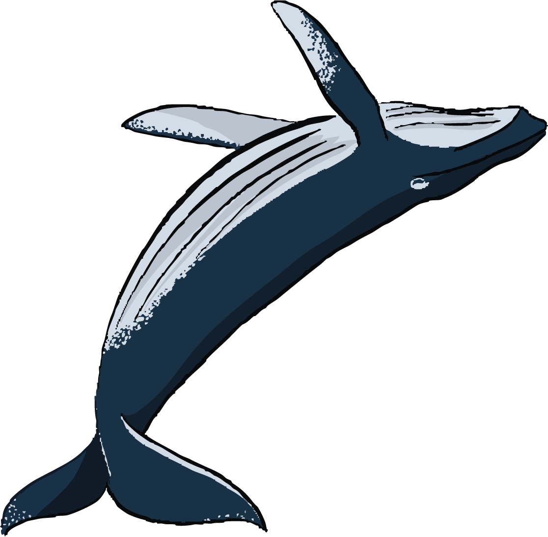 whale.png