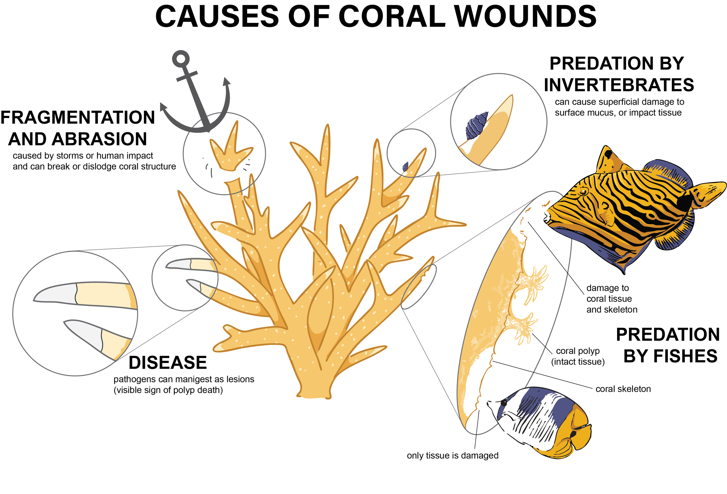 Coral Wounding Diagram.png