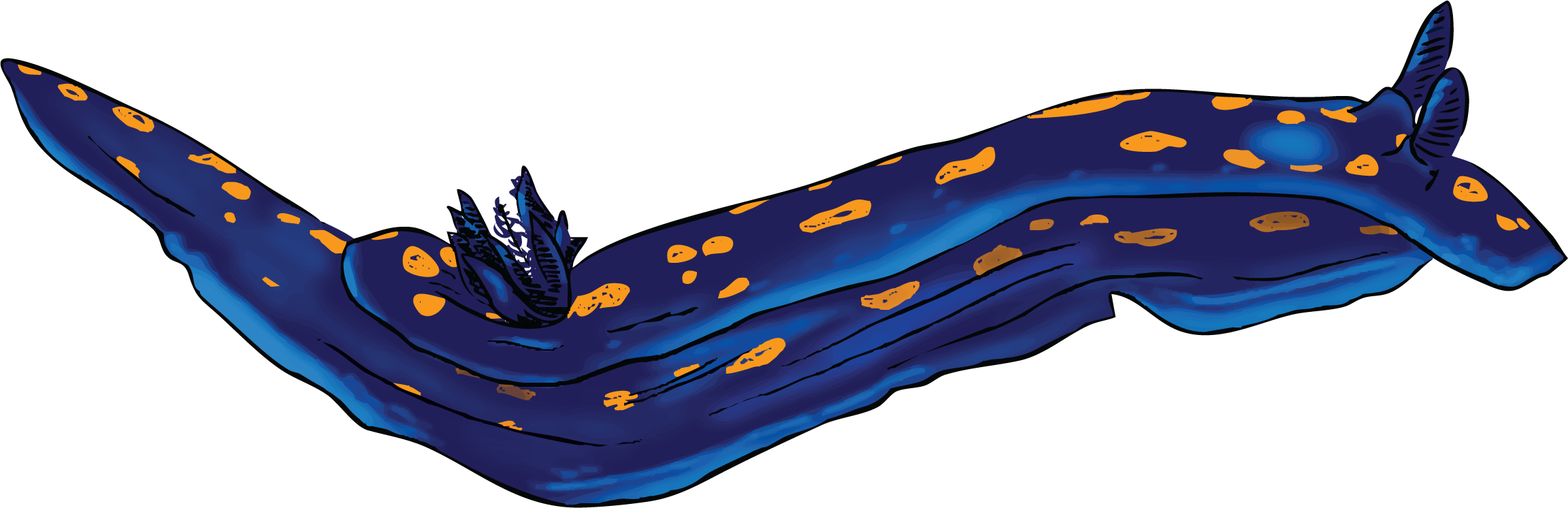 blue_dorid.png