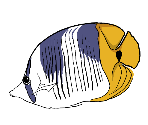 damselfish.png