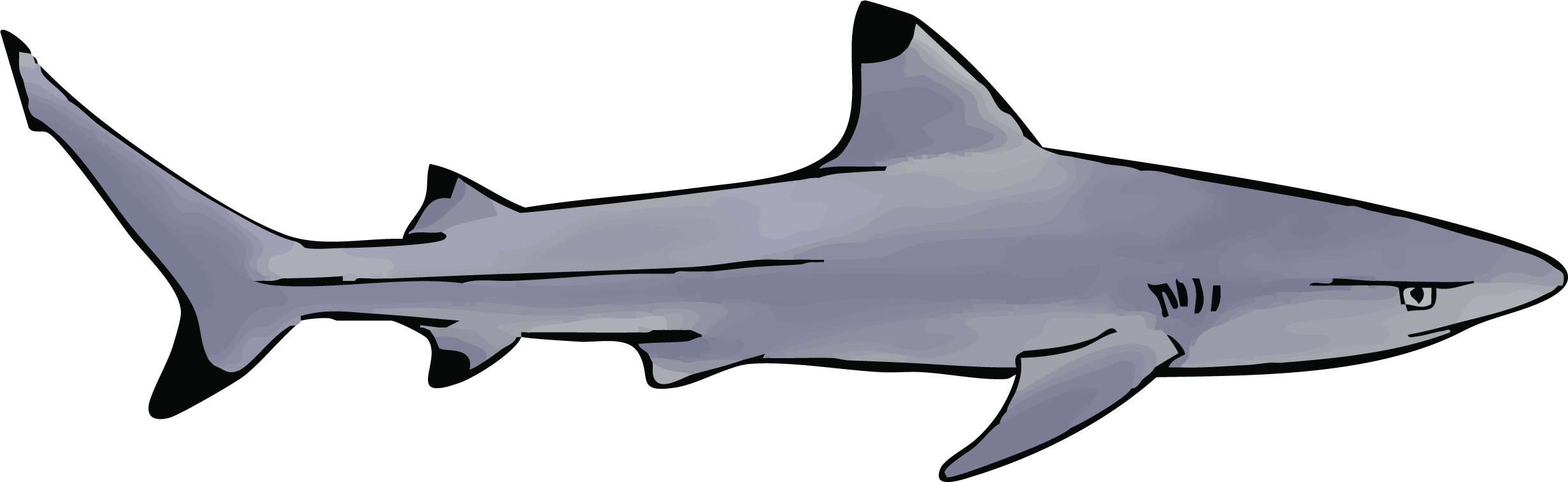 blacktip.png