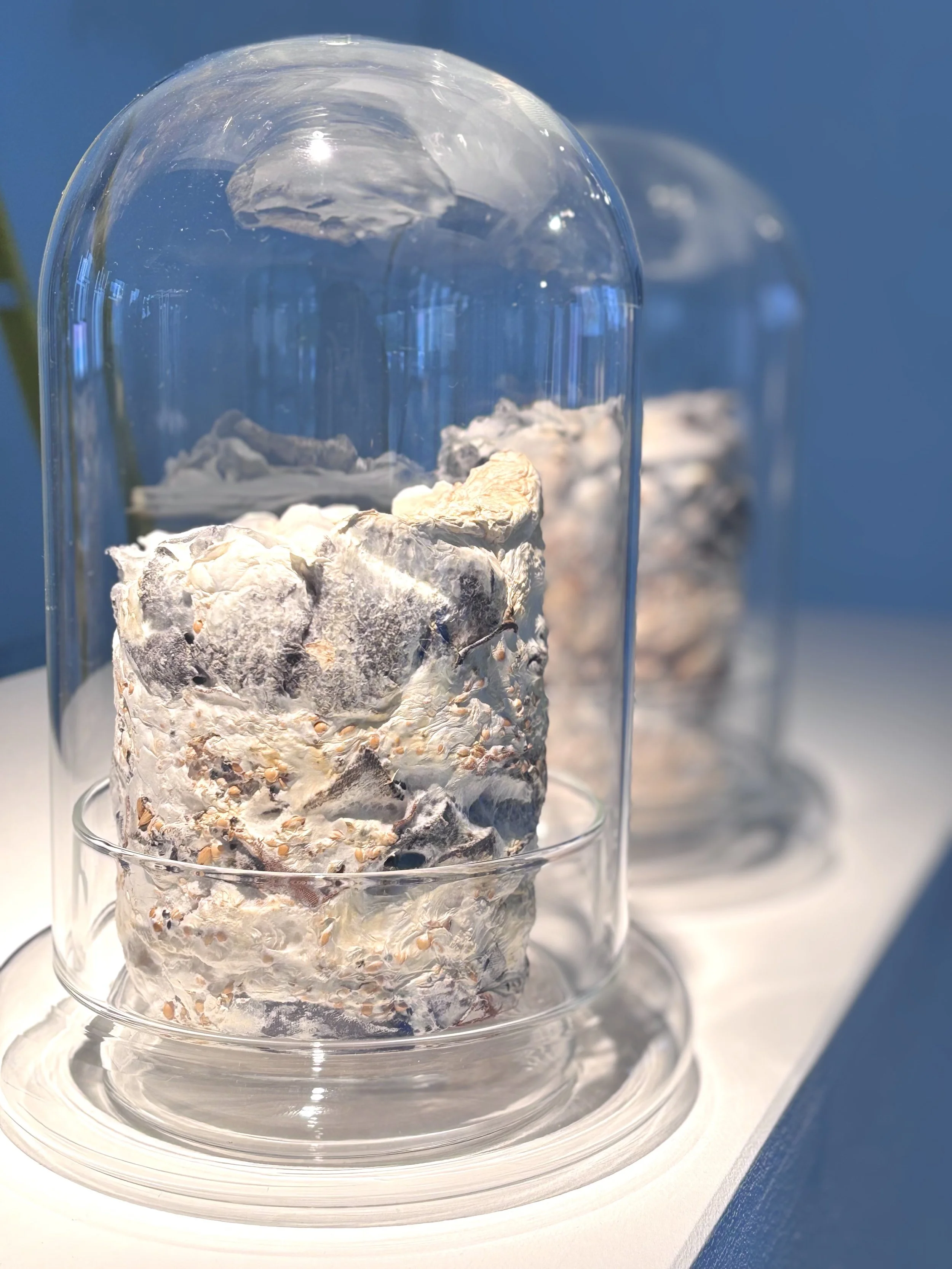 Two glass display cases with preserved rocks or mineral specimens inside, placed on a white surface against a blue background.