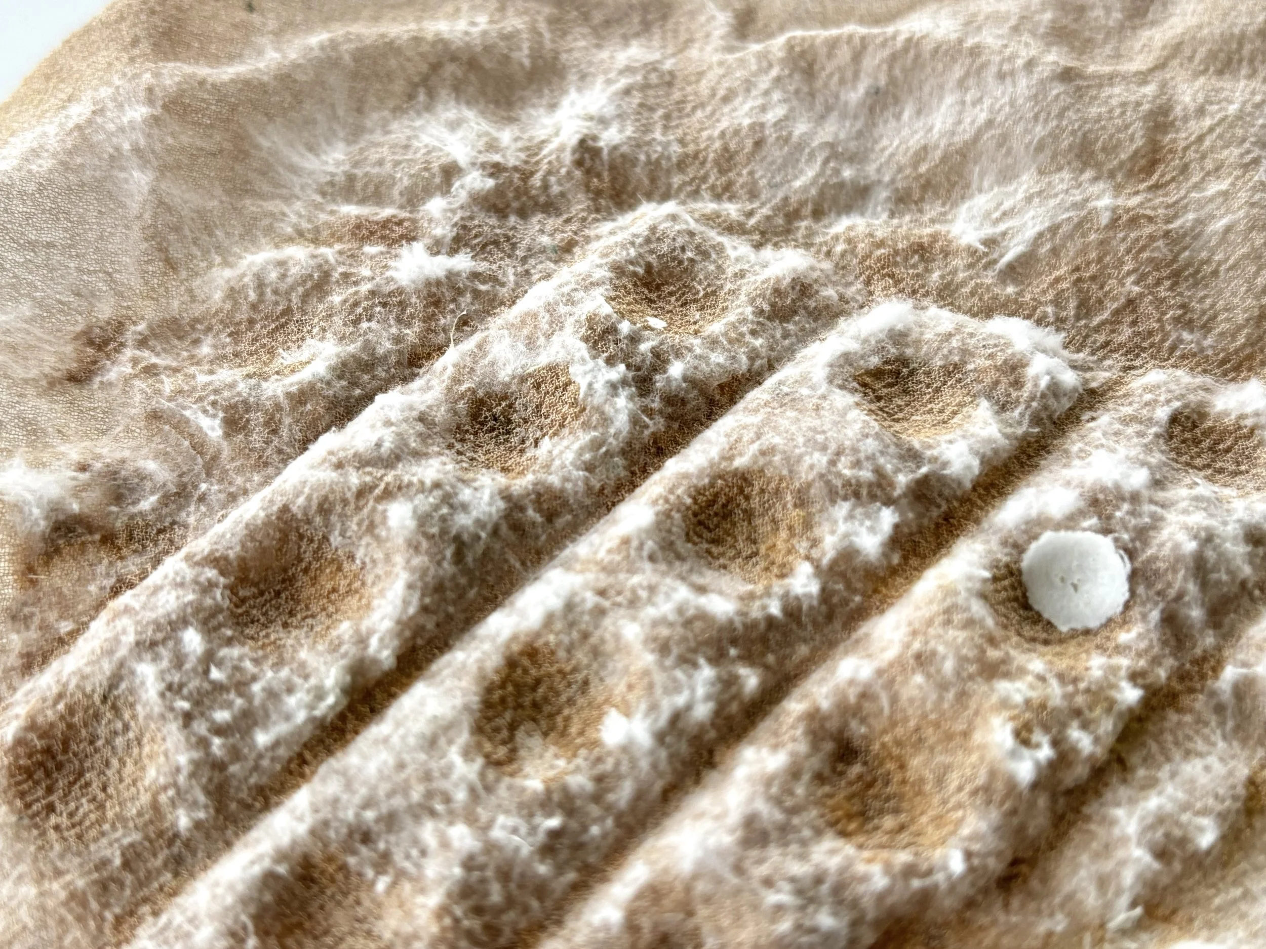 Fungi colonised on silk chiffon - 3D mould