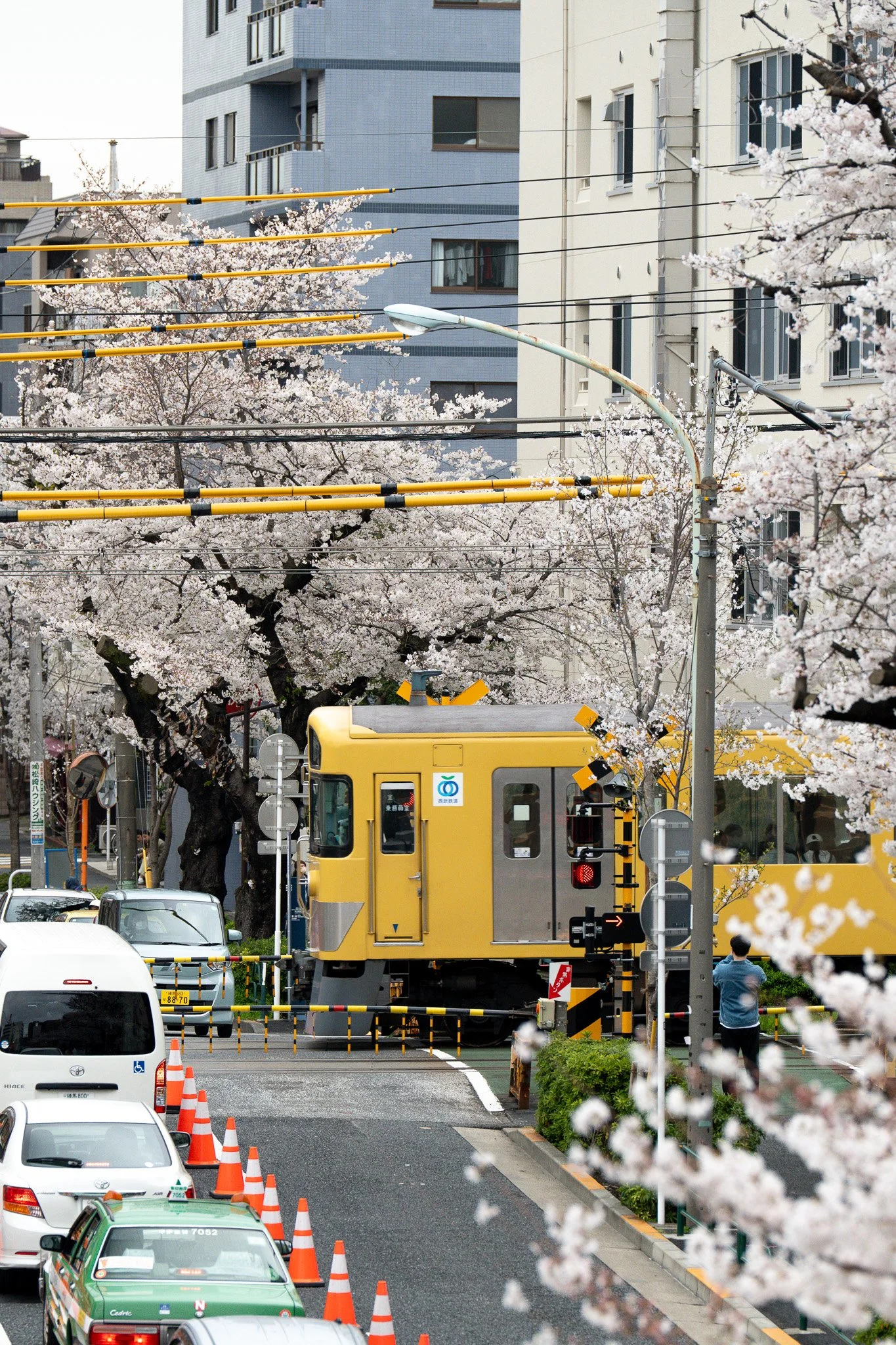 A yellow train passing through an intersection with cherry blossom trees and parked cars in an urban area.