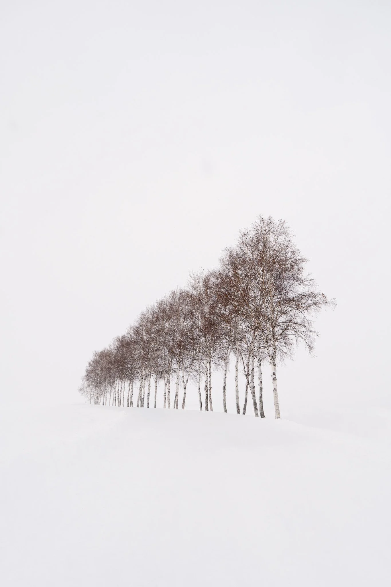 A row of snow-covered birch trees in a winter landscape with a foggy, white sky.