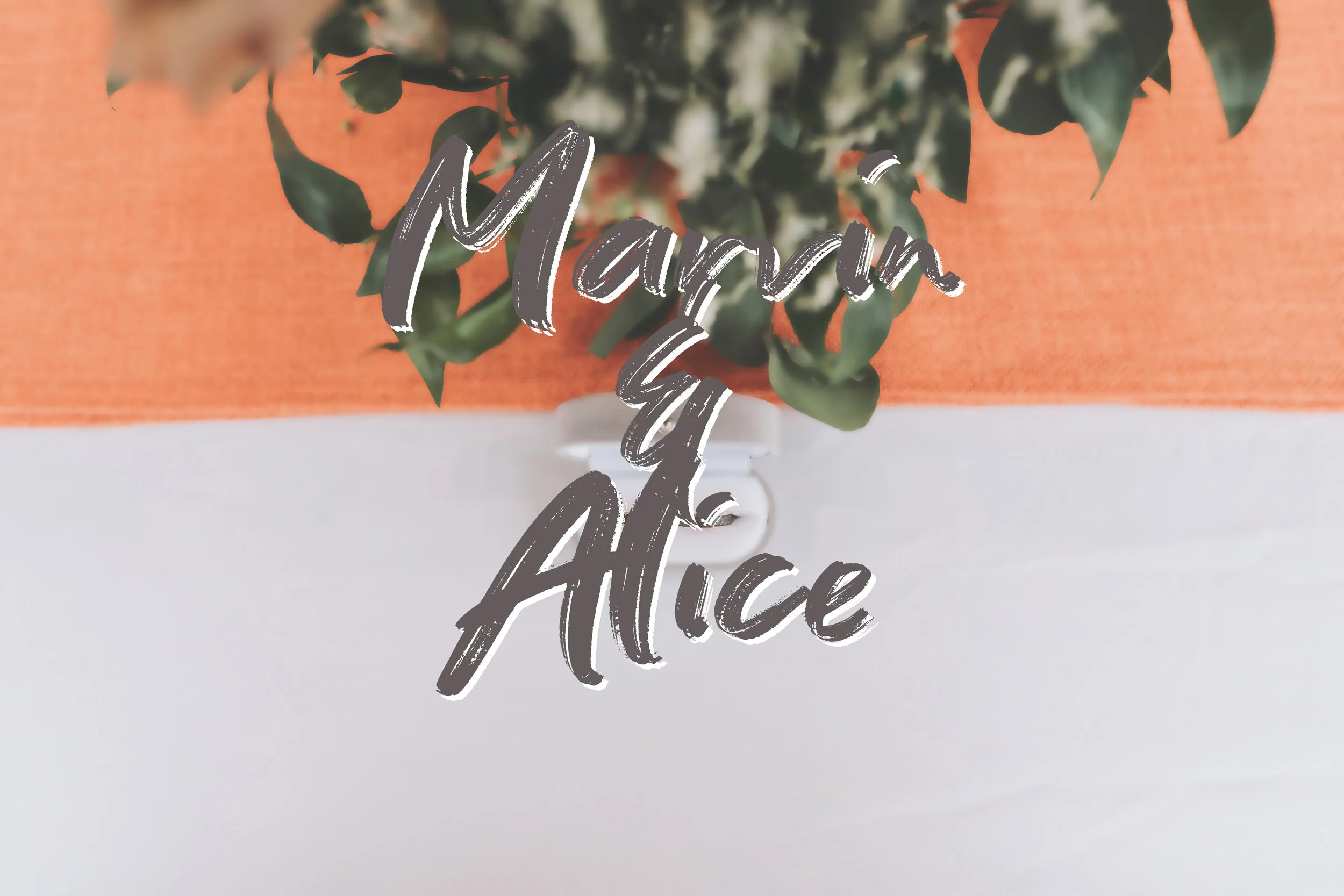 A potted plant with green leaves on an orange and white background, with the words 'Marvin & Alice' written over it.