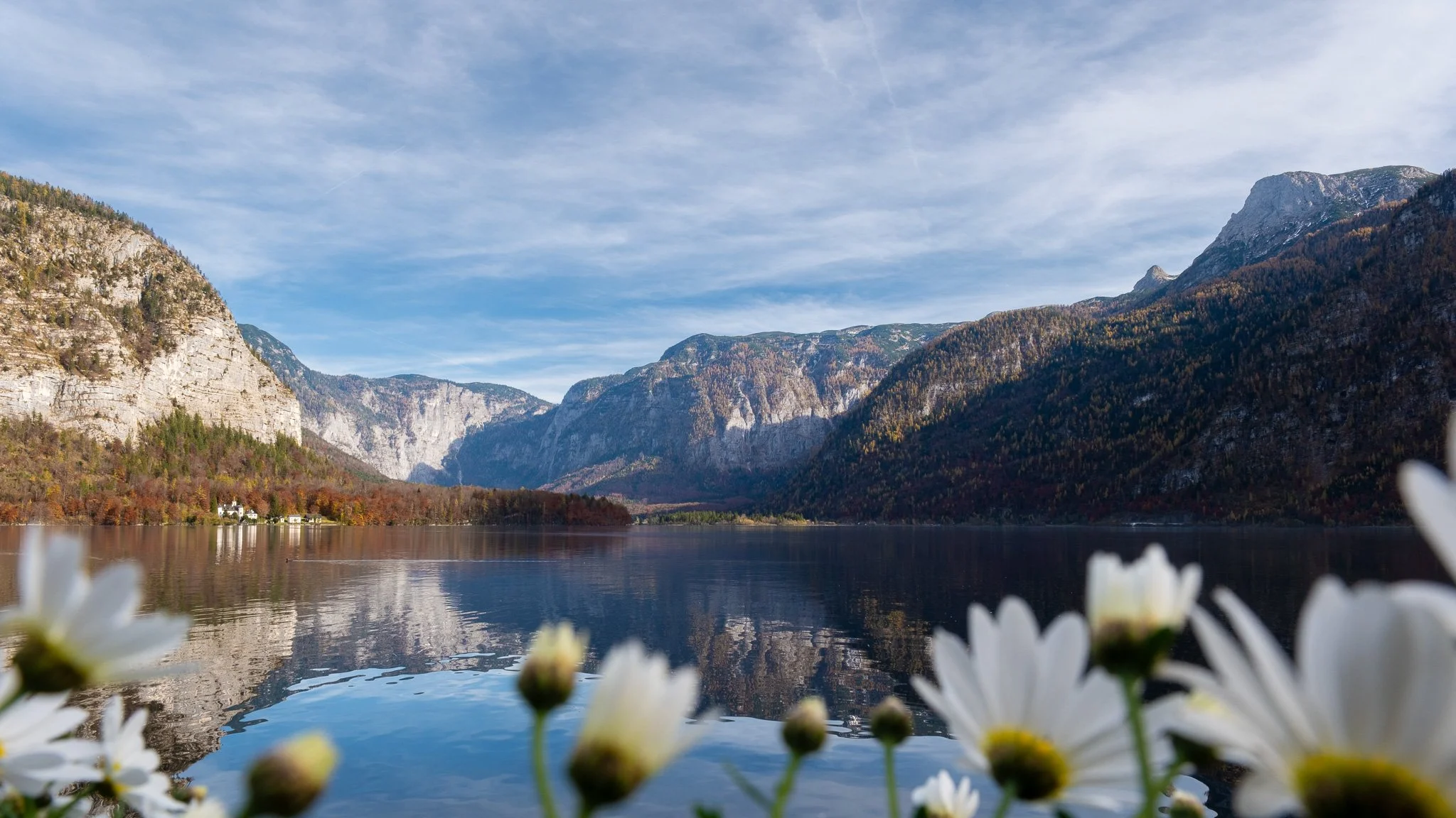 Calm mountain lake with reflections of surrounding mountains and a blue sky with thin clouds, foreground features white daisies.
