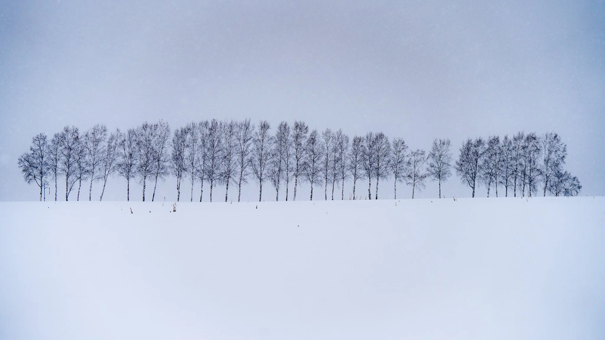 A line of leafless trees in a snowy landscape under a sky with a gradient from blue to gray.