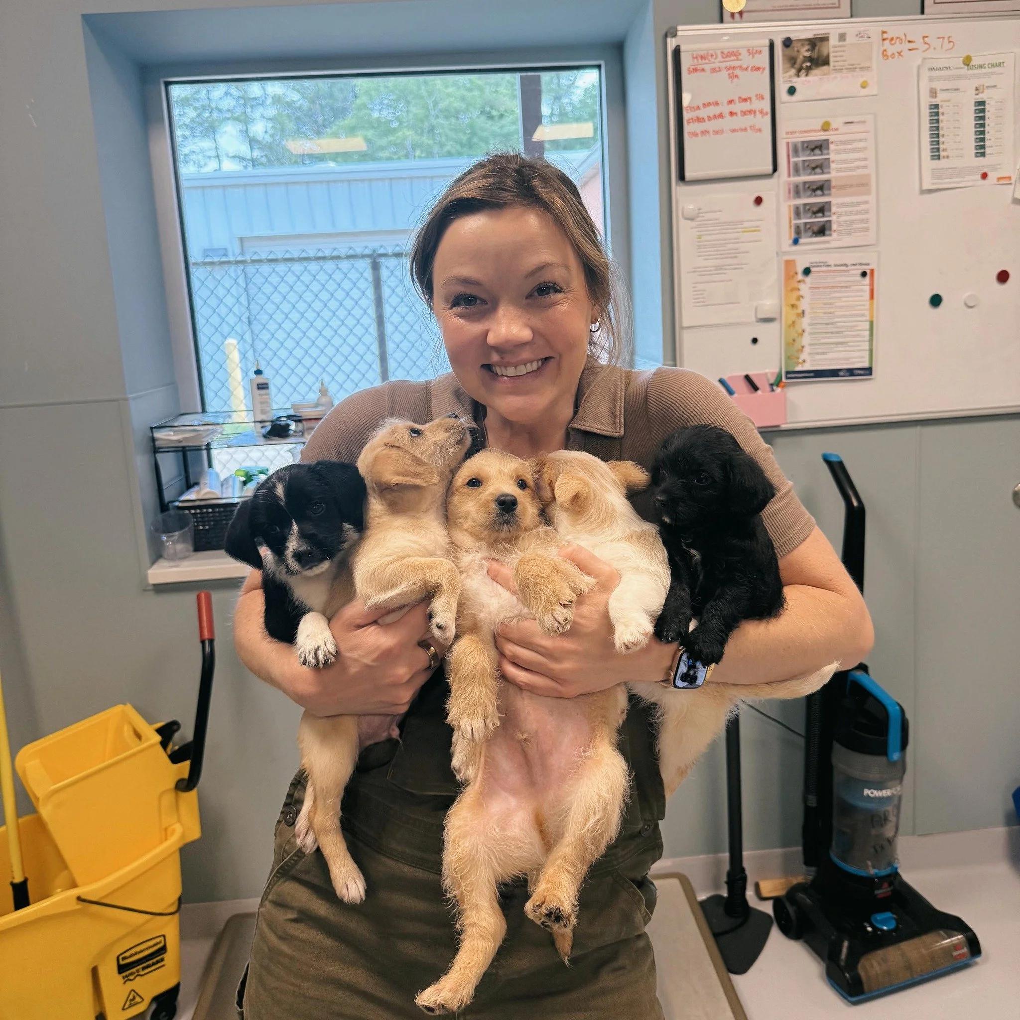 A woman holding five young puppies of various colors inside a room with a whiteboard, cleaning supplies, and a vacuum cleaner visible in the background.