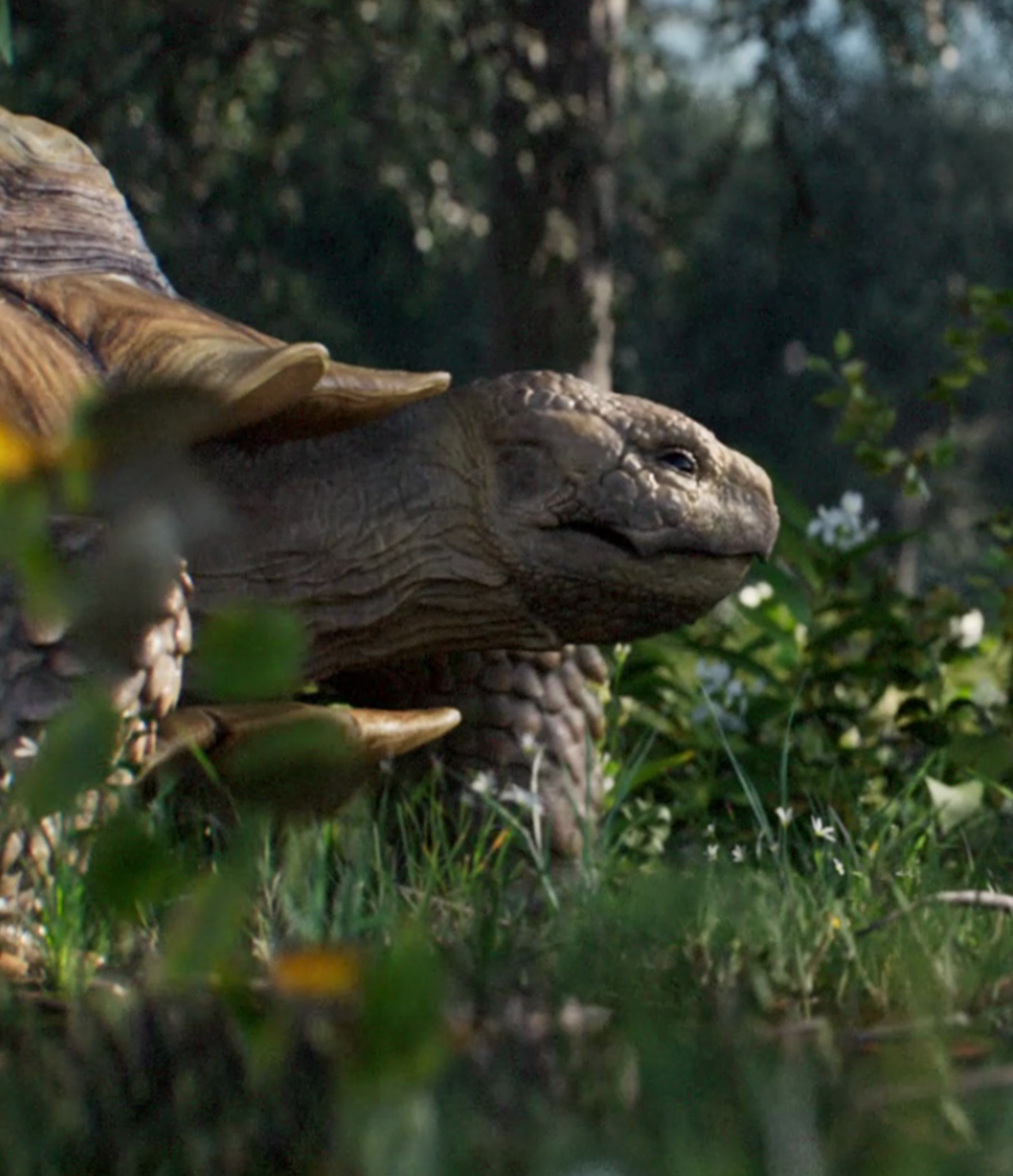turtle.png