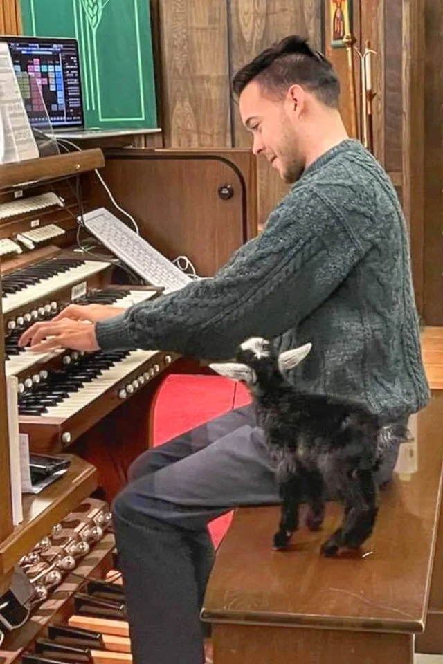 Jordan plays the organ with a baby goat.