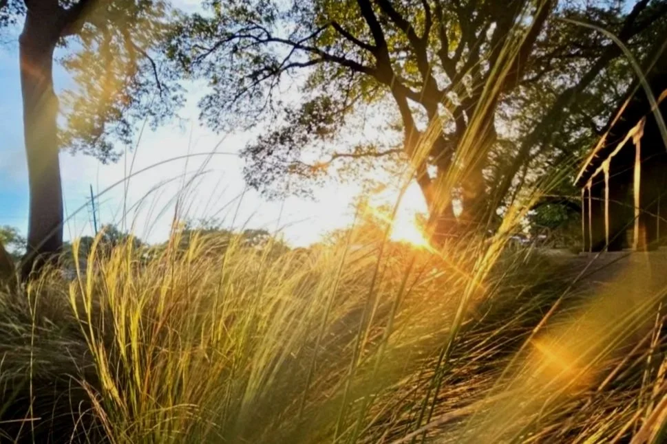 Sunset shining through trees onto tall grass in a park or natural area.