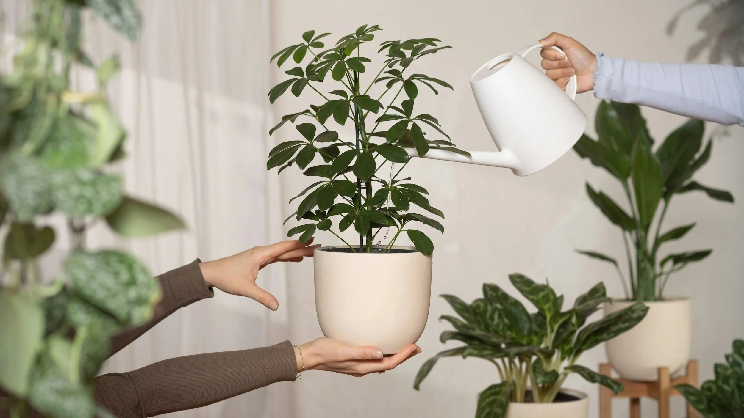 Person watering indoor plants, including a large potted tree, with a white watering can.