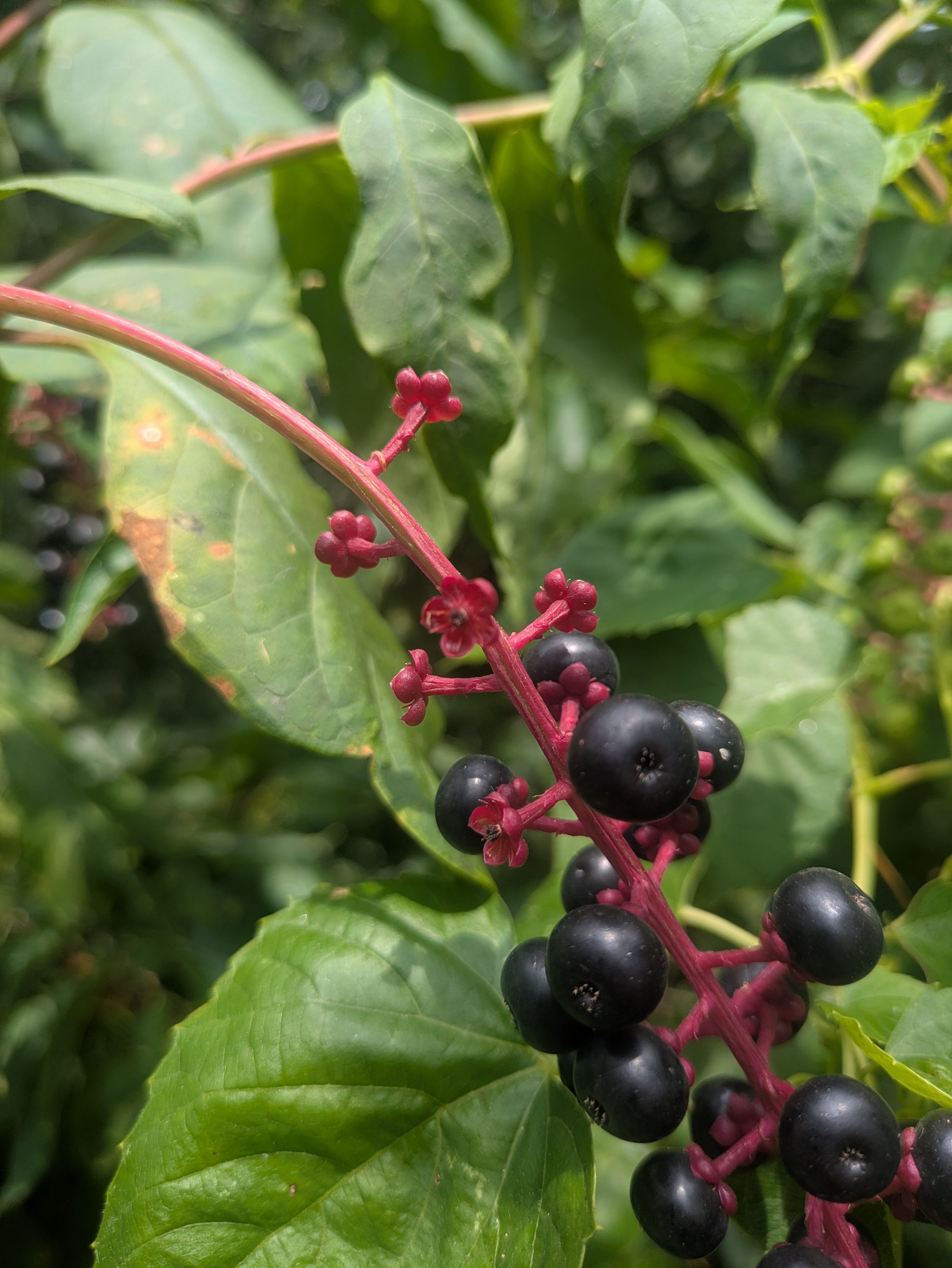 Close-up of a vine with green leaves, red stems, and clusters of black berries.
