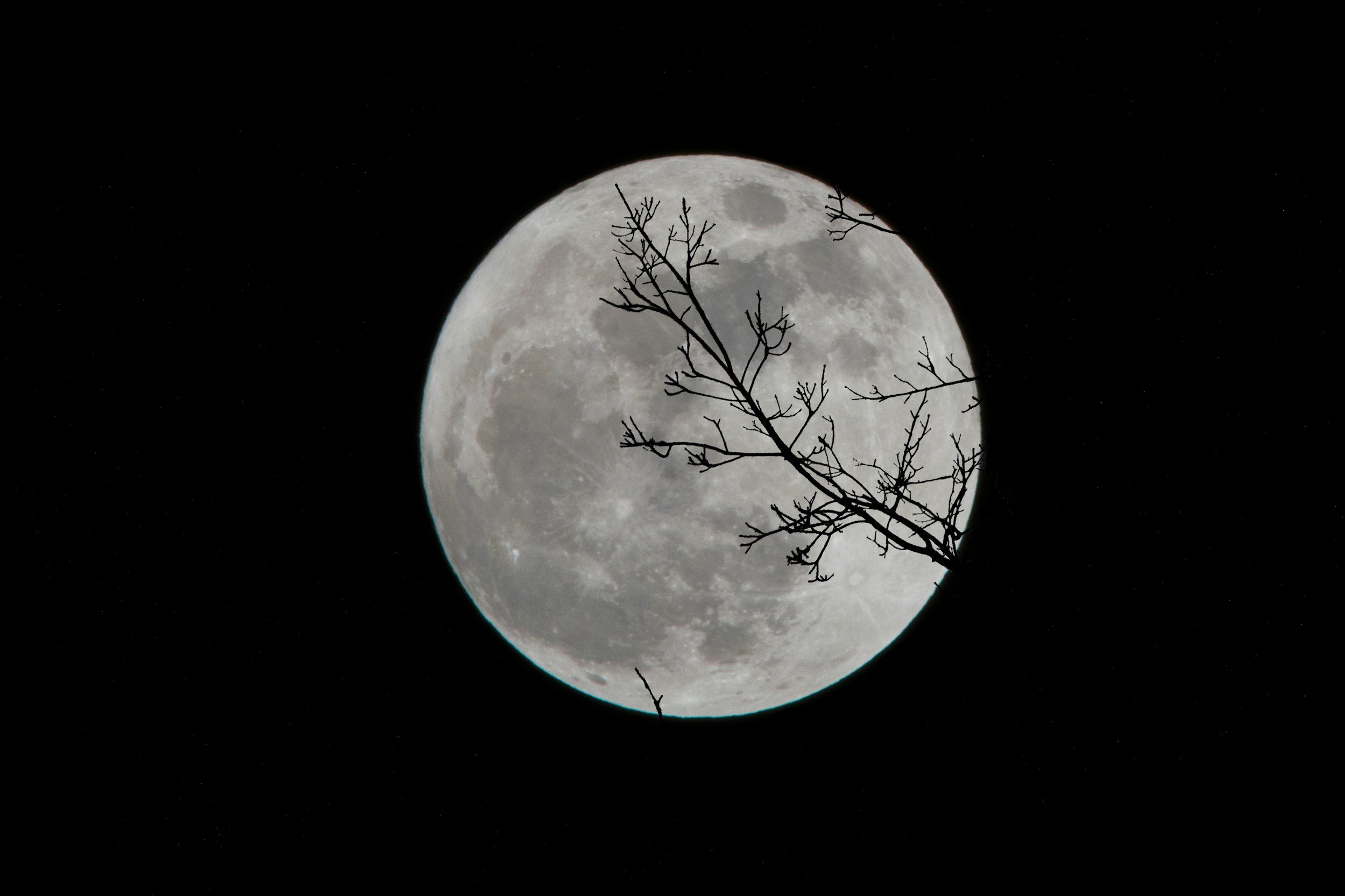 Full moon with a silhouette of tree branches crossing in front of it, set against a dark night sky.