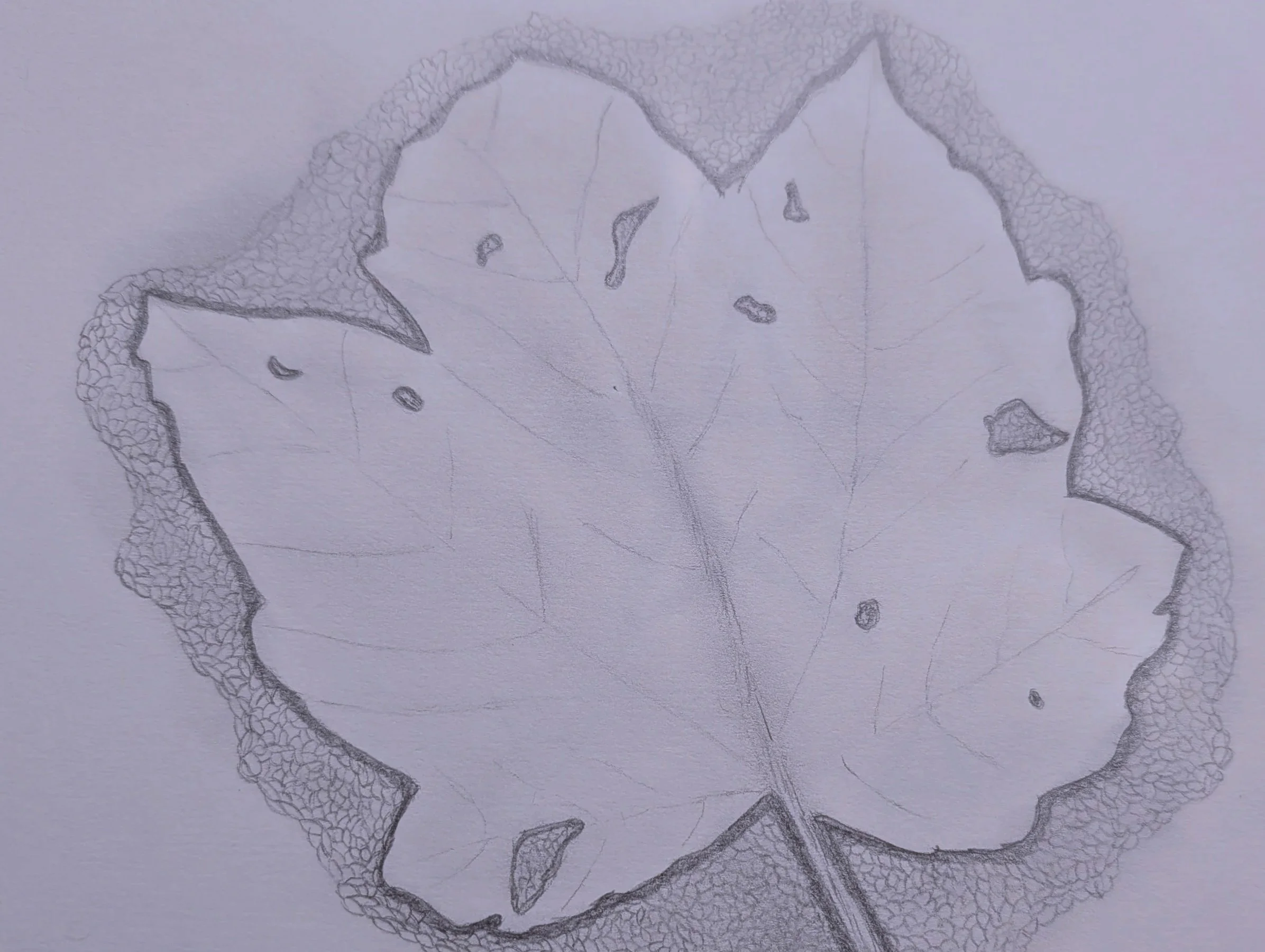 Pencil sketch of a large leaf with detailed veins and some small holes, surrounded by stippling texture in the background.