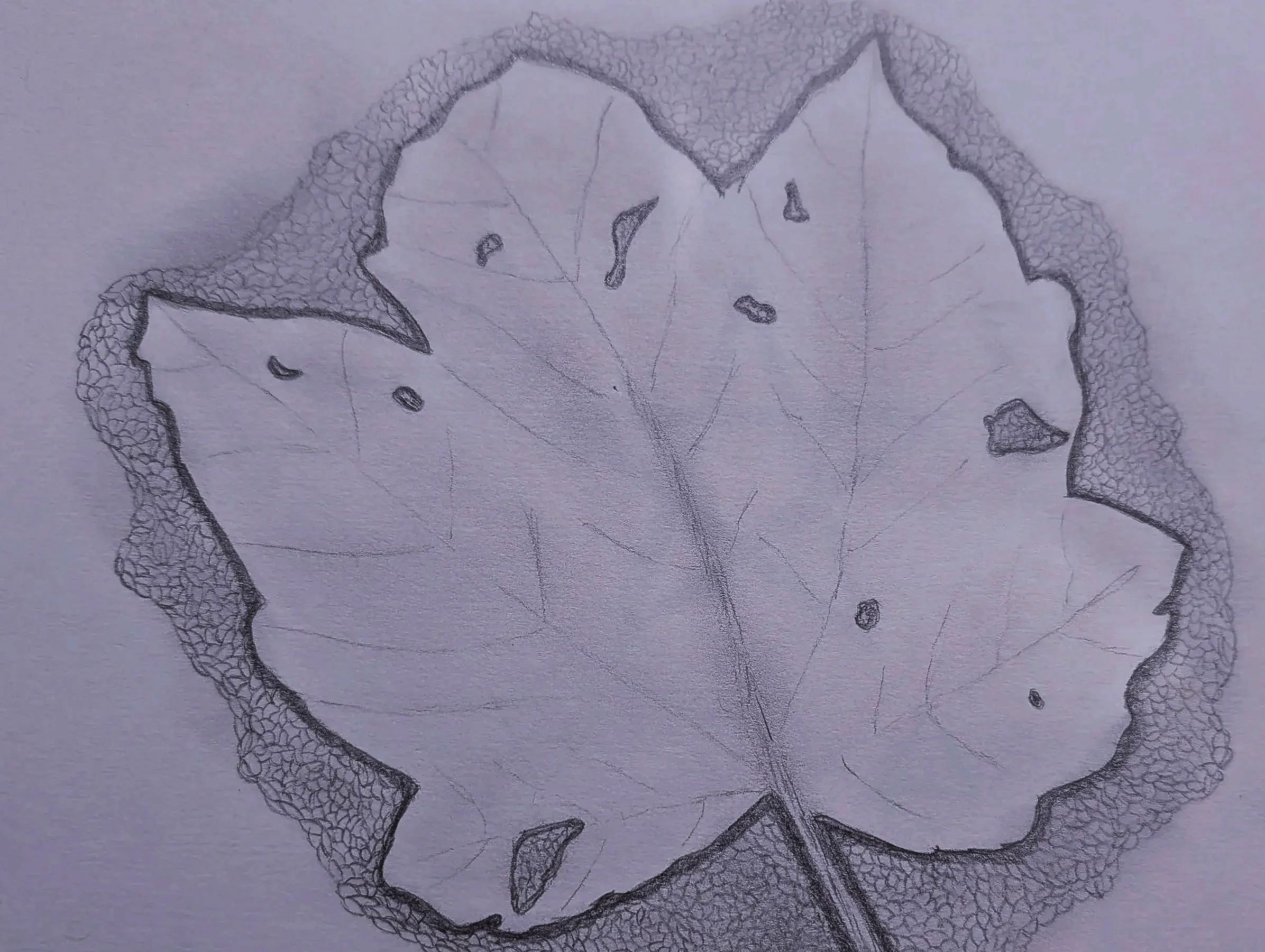 A pencil sketch of a leaf with details of the veins and edges, surrounded by a stippled background.
