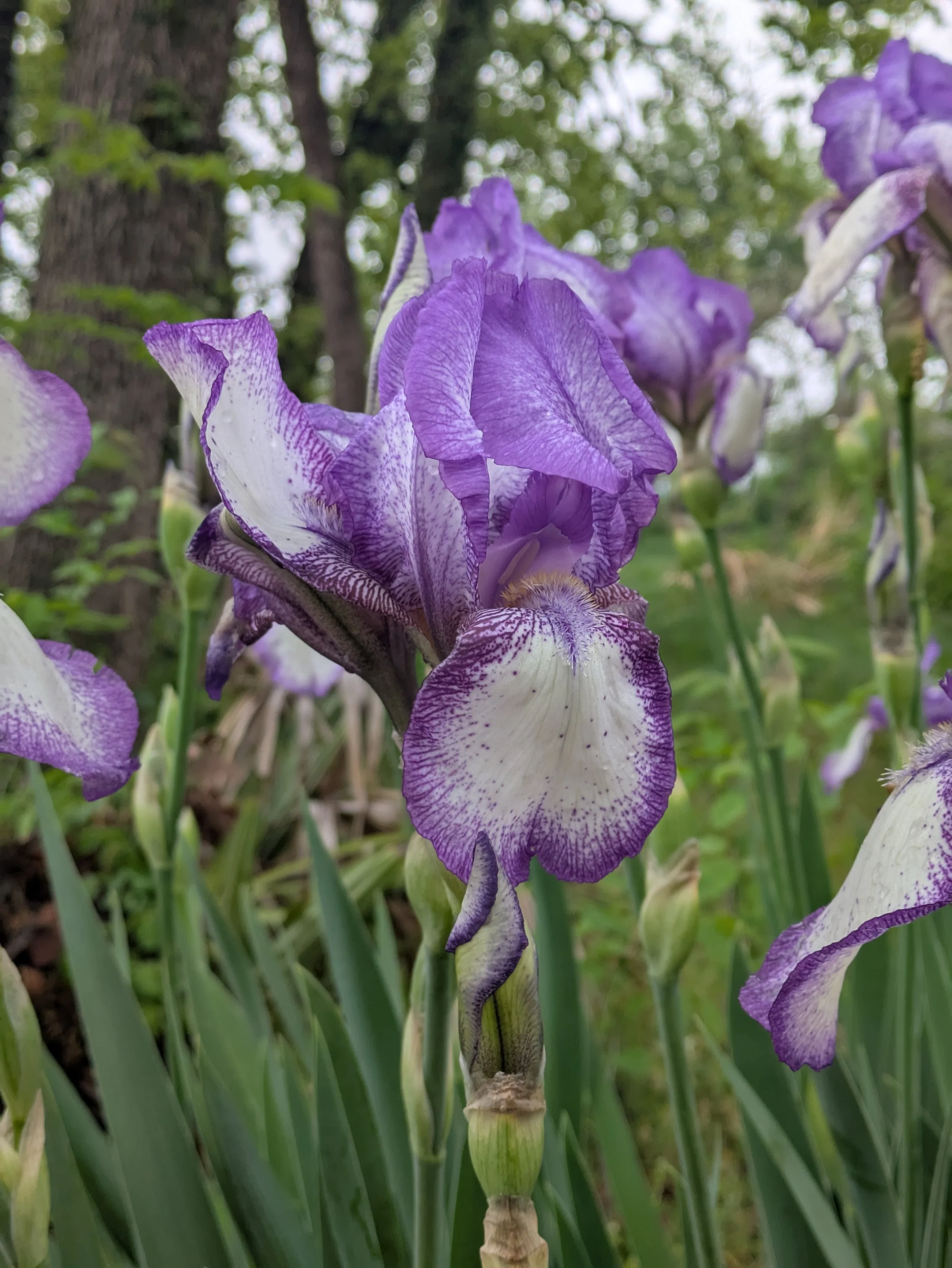 Close-up of purple and white iris flowers blooming outdoors, with green trees and foliage in the background.